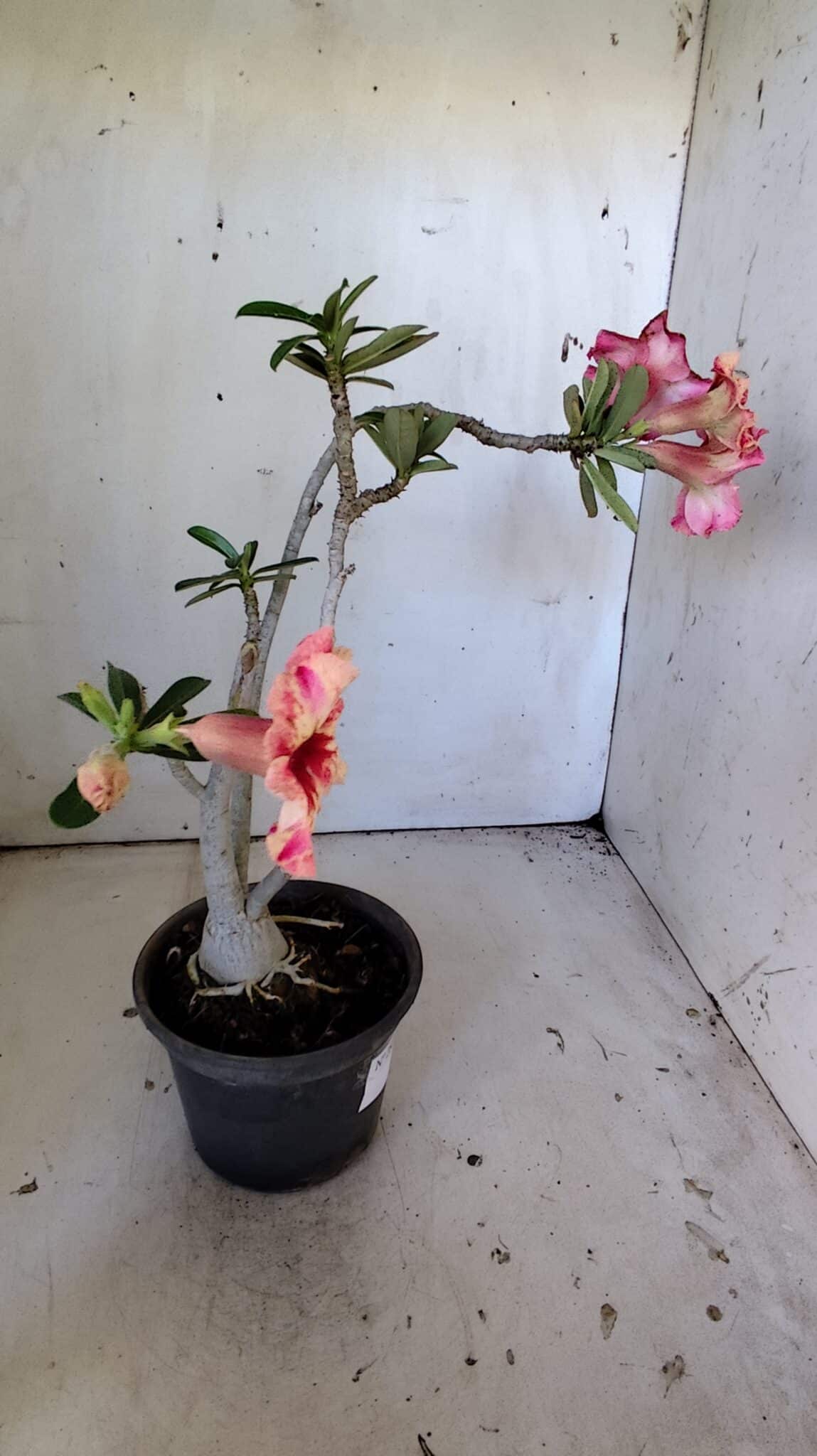 Planta Simples 2823  – 35cm – 03 anos