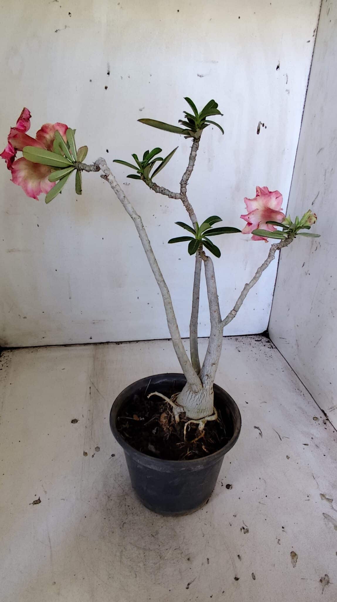 Planta Simples 2823  – 35cm – 03 anos