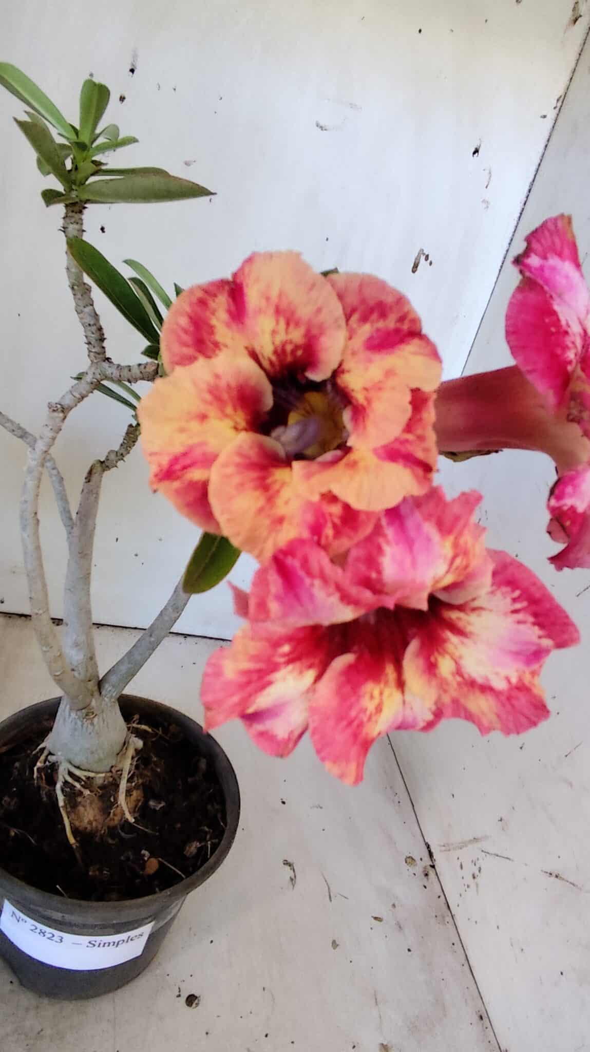 Planta Simples 2823  – 35cm – 03 anos