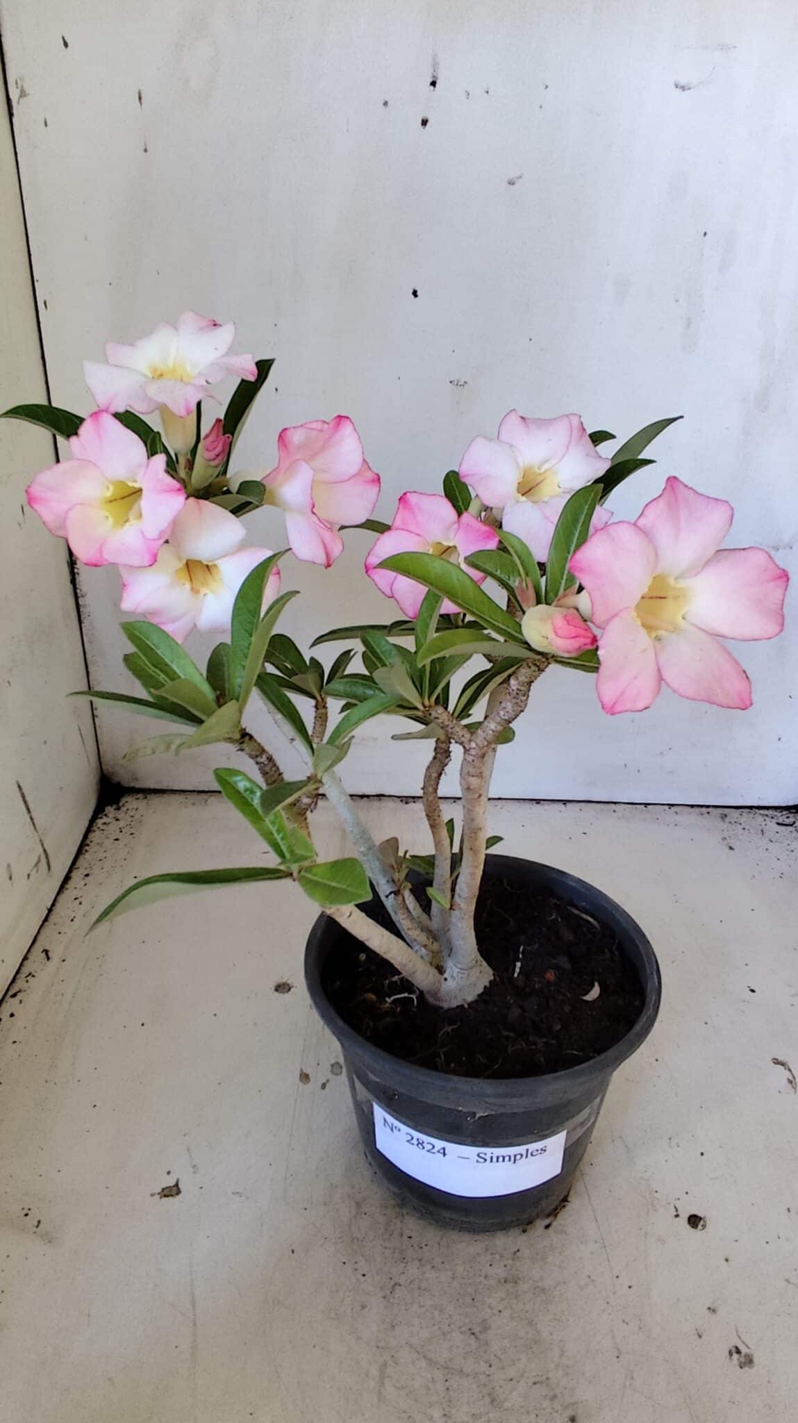 Planta Simples 2824  – 30cm – 02 anos