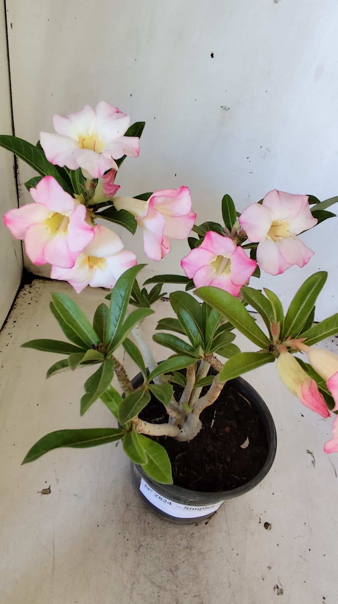 Planta Simples 2824  – 30cm – 02 anos