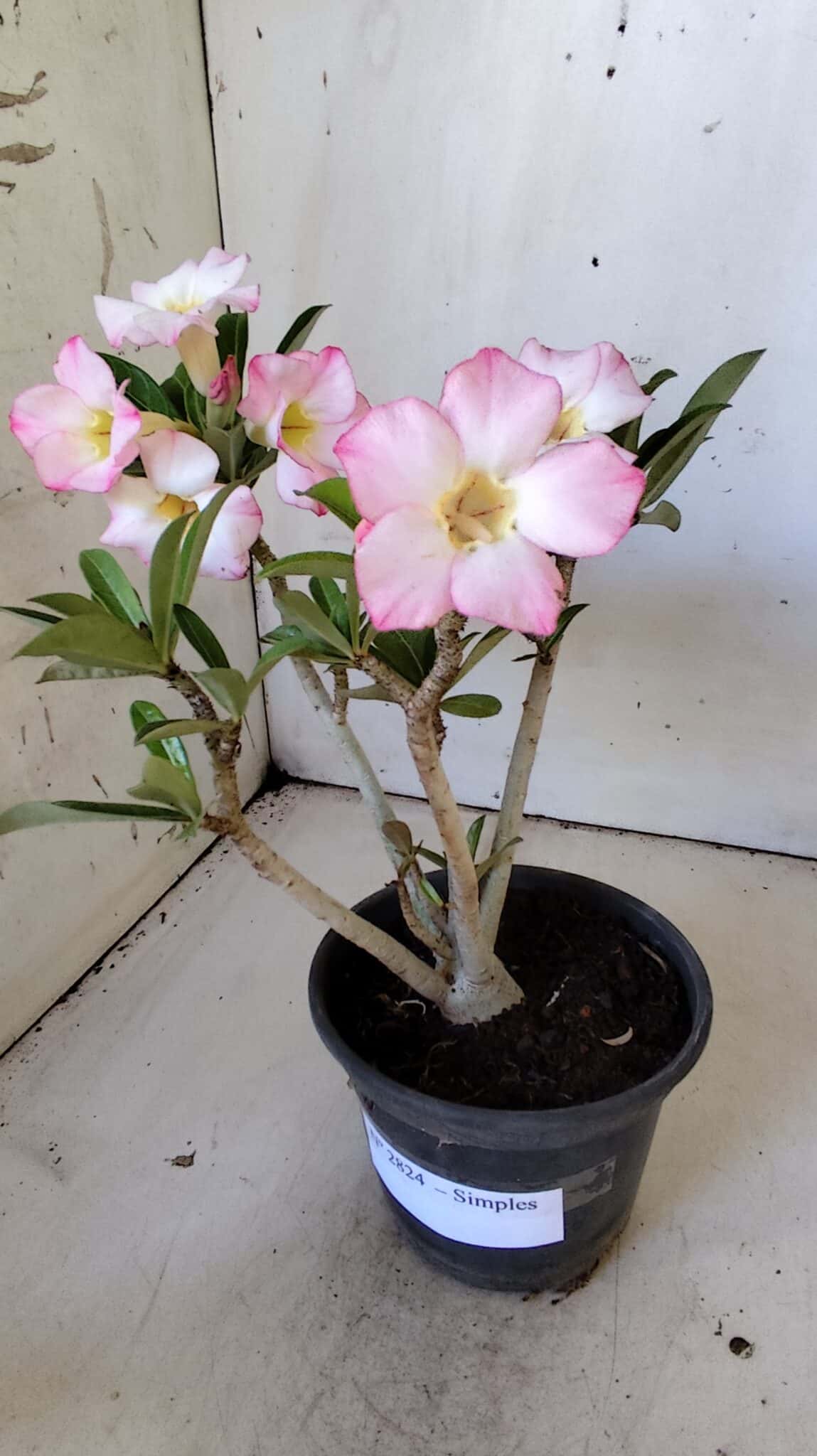 Planta Simples 2824  – 30cm – 02 anos