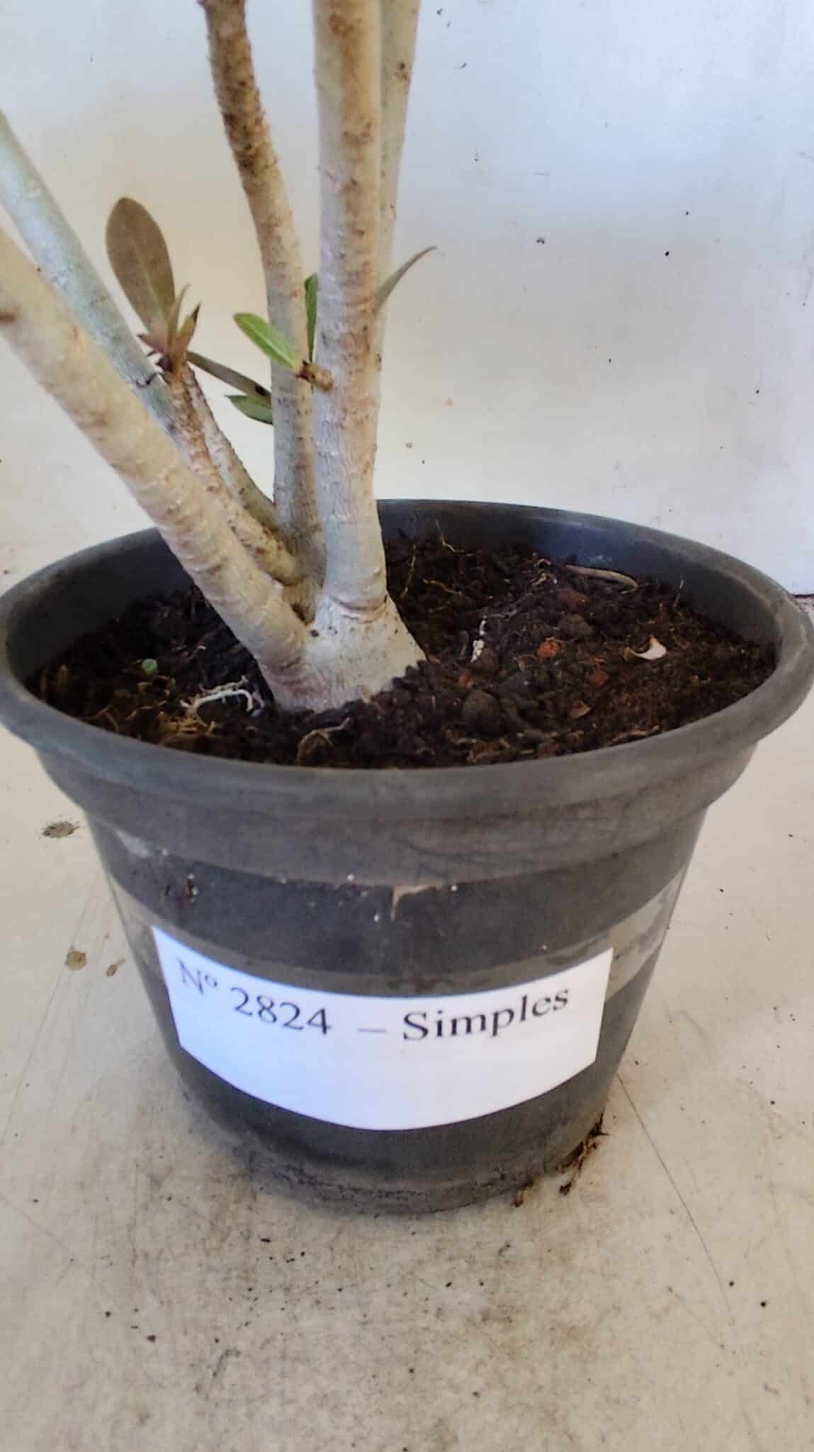 Planta Simples 2824  – 30cm – 02 anos
