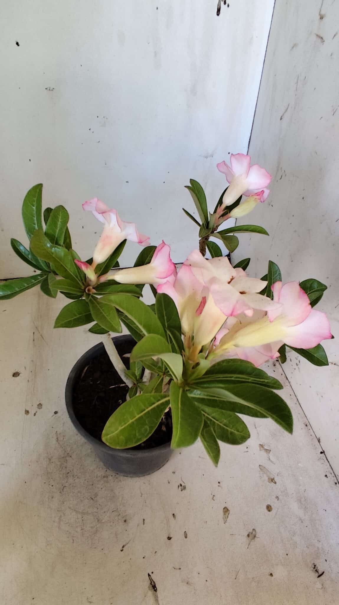 Planta Simples 2824  – 30cm – 02 anos
