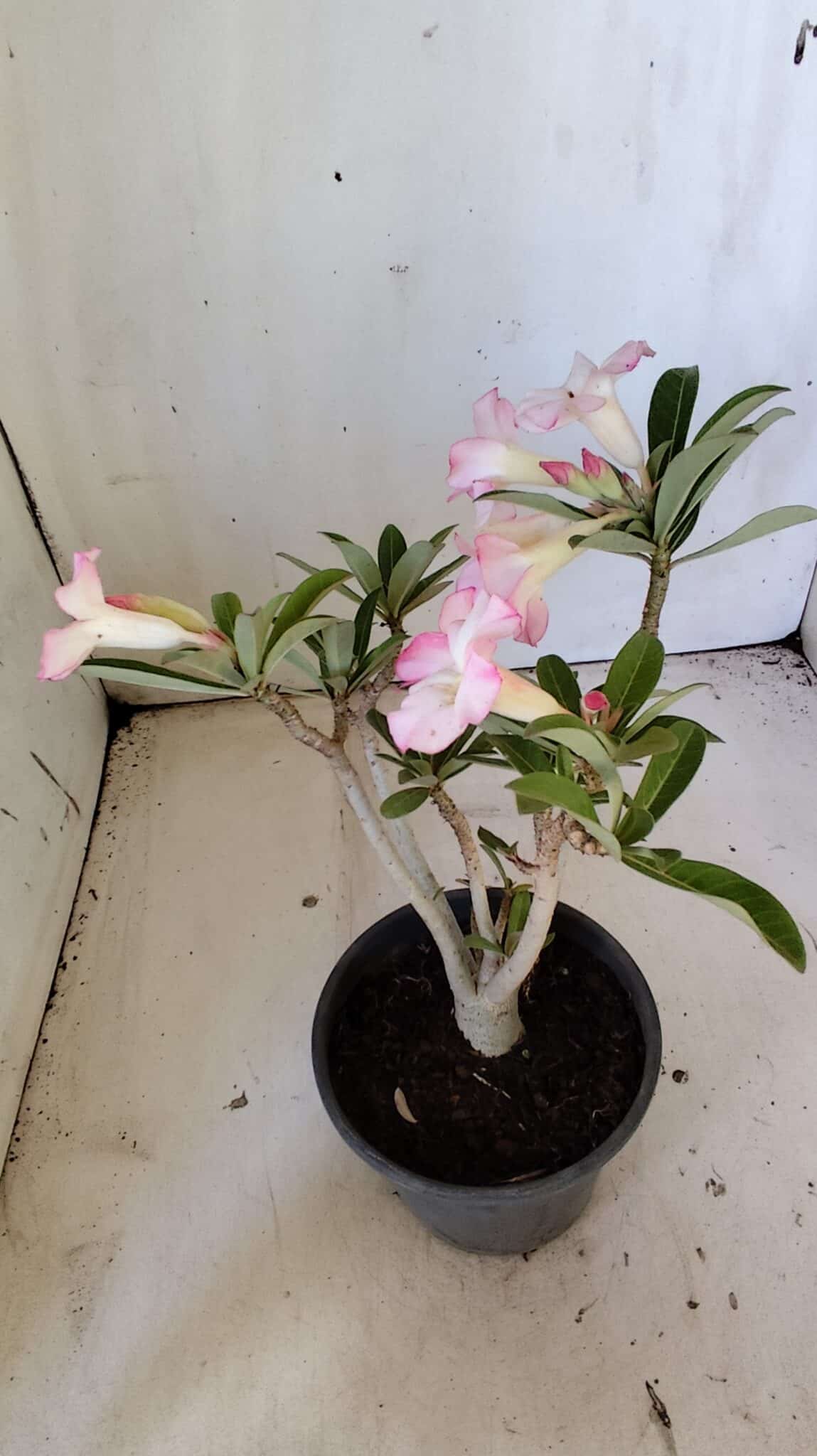 Planta Simples 2824  – 30cm – 02 anos