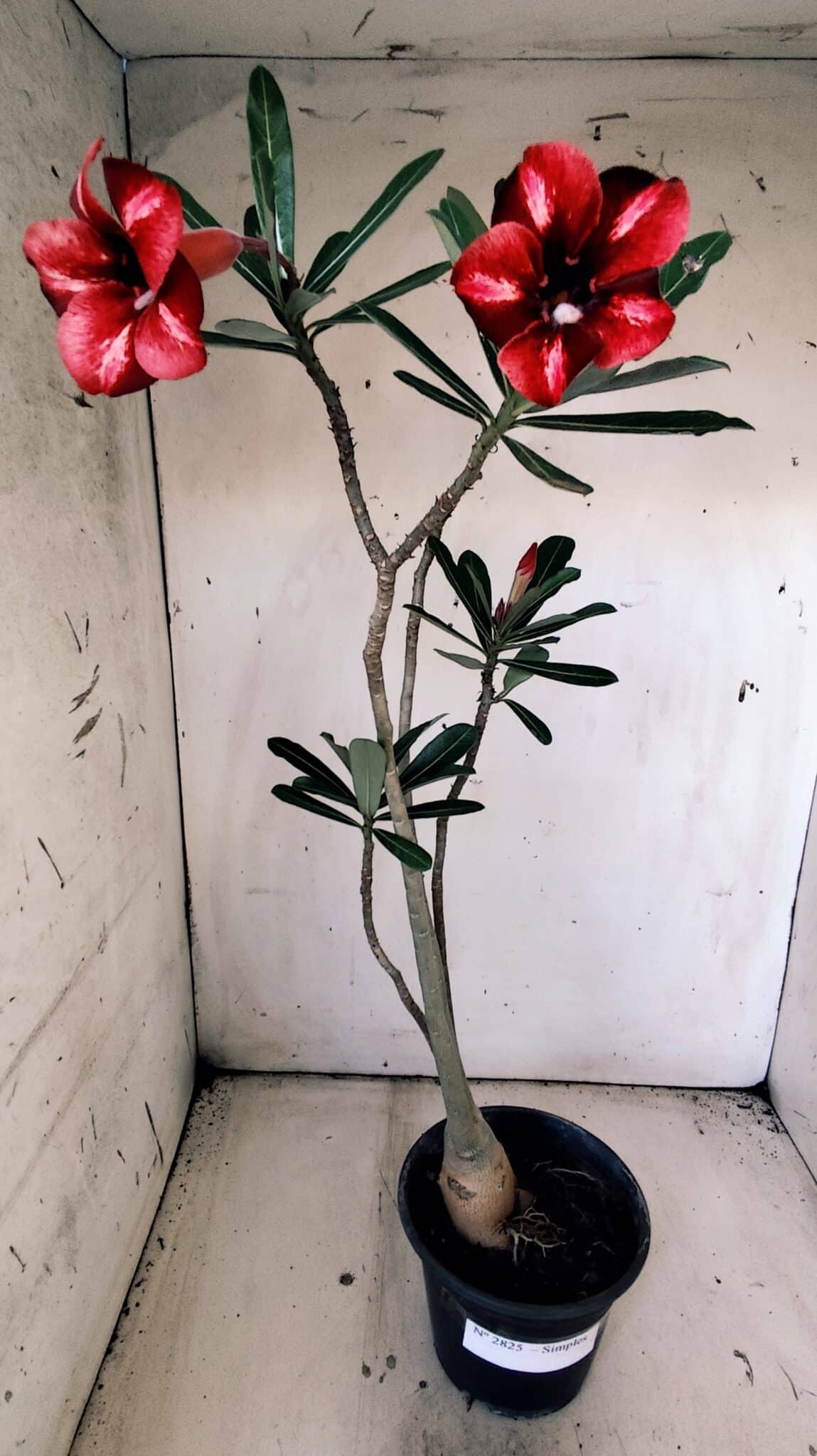 Planta Simples 2825  – 35cm – 03 anos