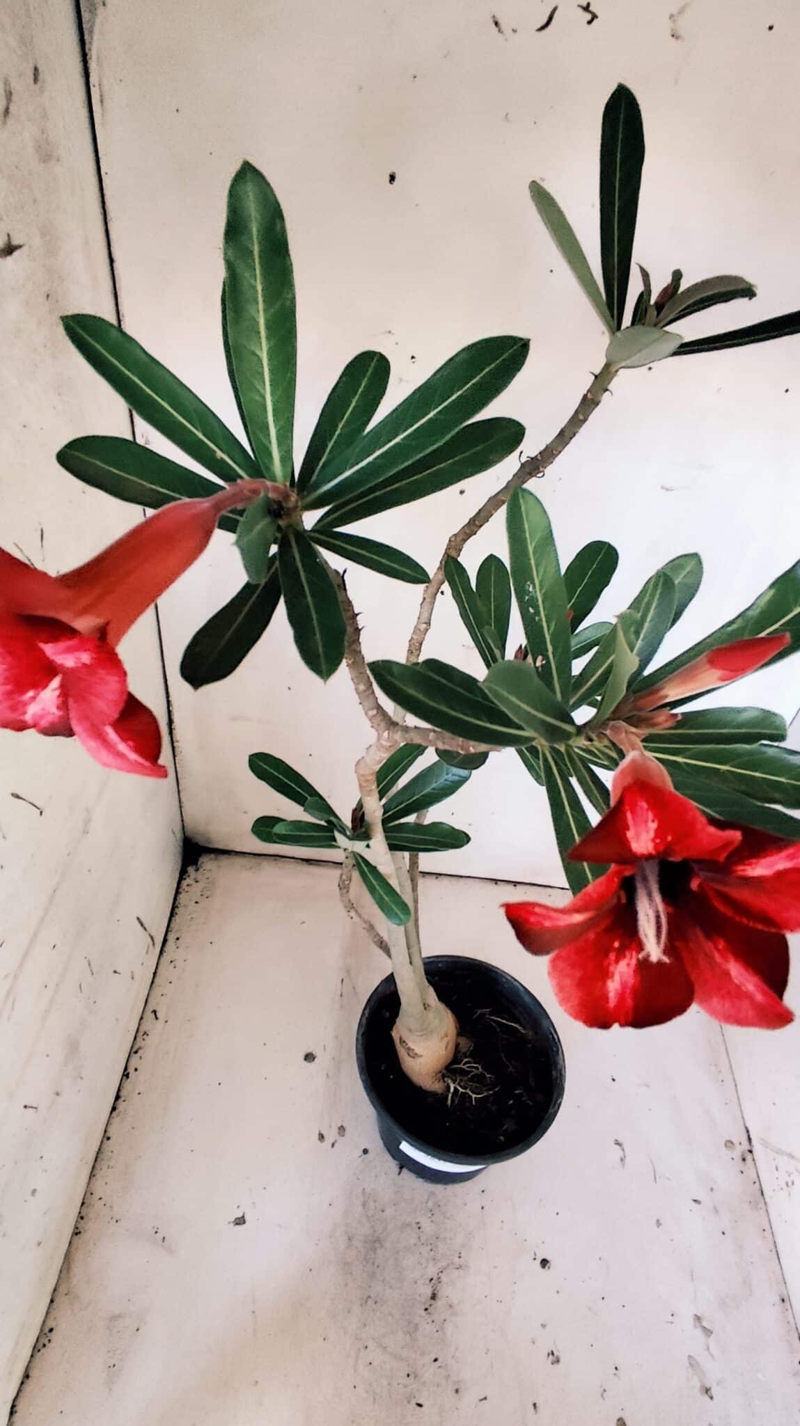 Planta Simples 2825  – 35cm – 03 anos
