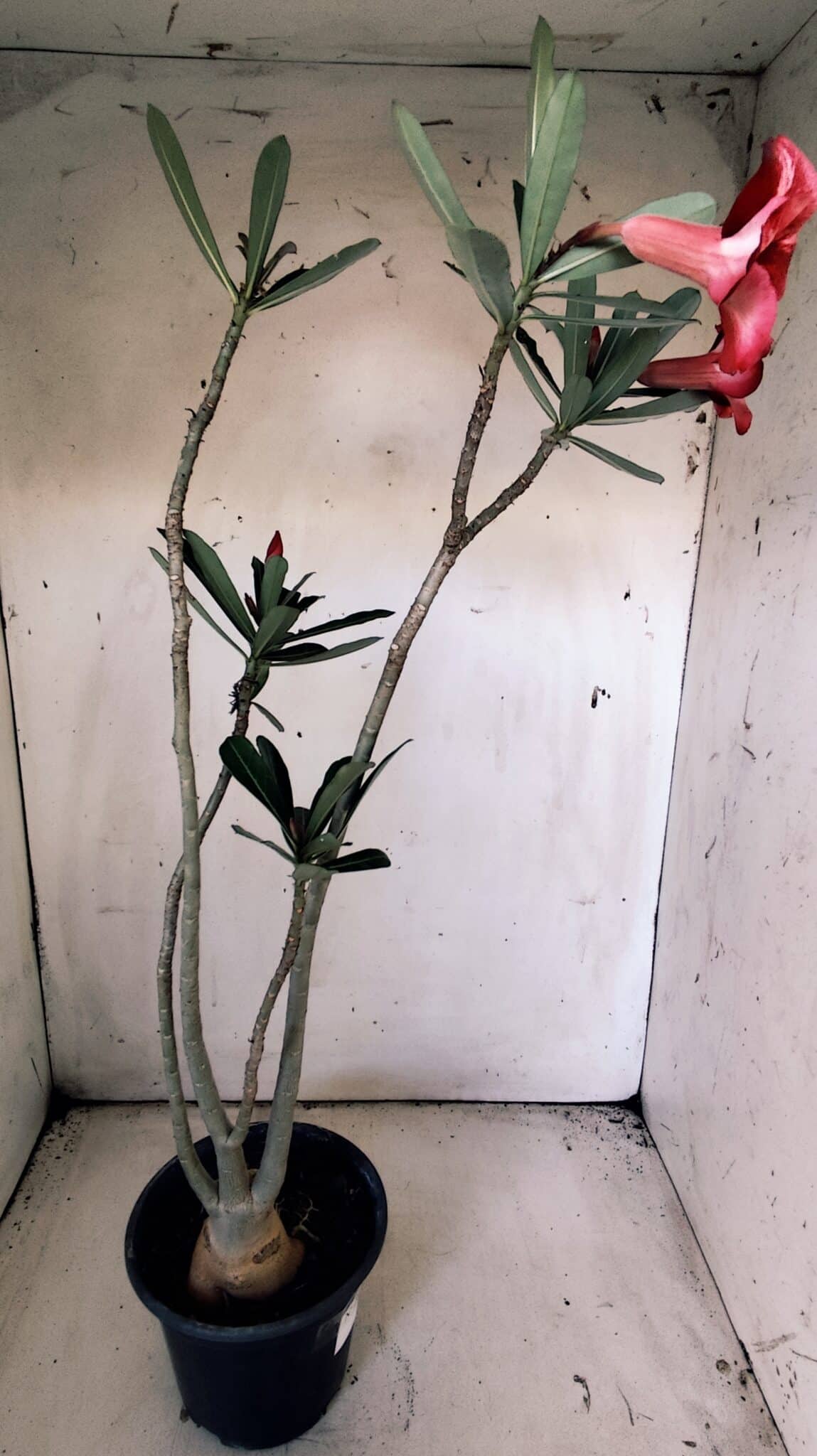 Planta Simples 2825  – 35cm – 03 anos