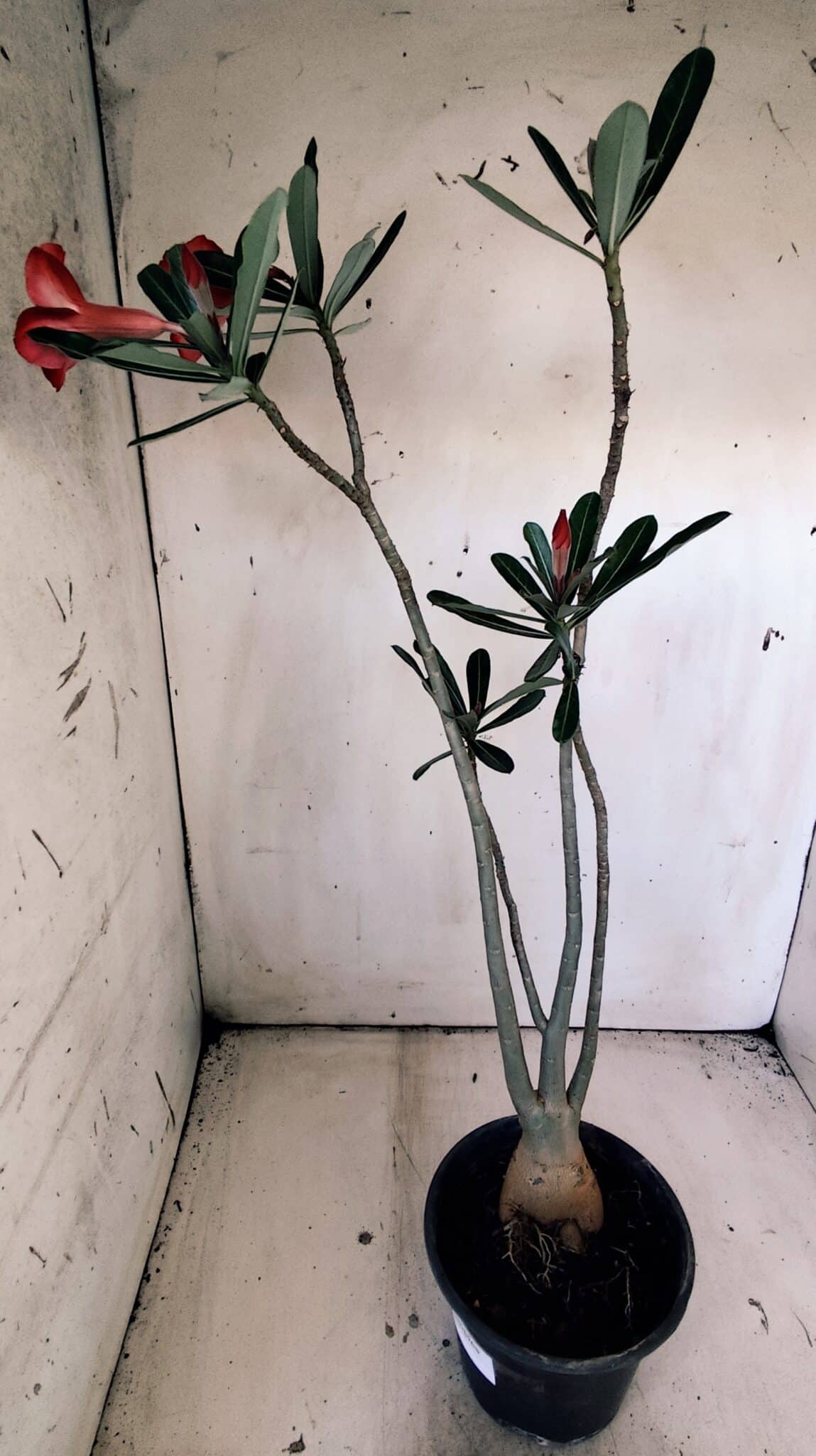 Planta Simples 2825  – 35cm – 03 anos