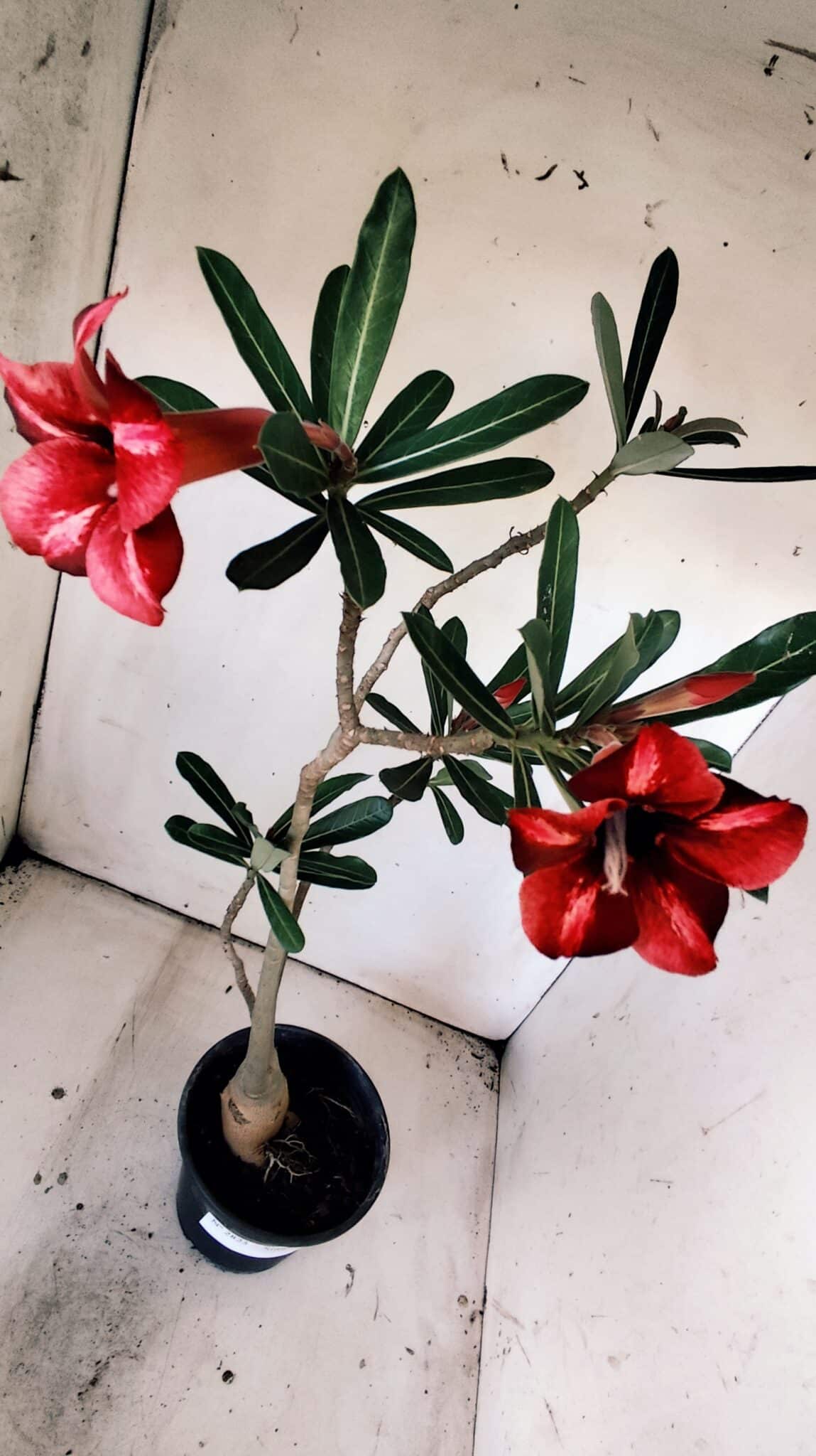 Planta Simples 2825  – 35cm – 03 anos