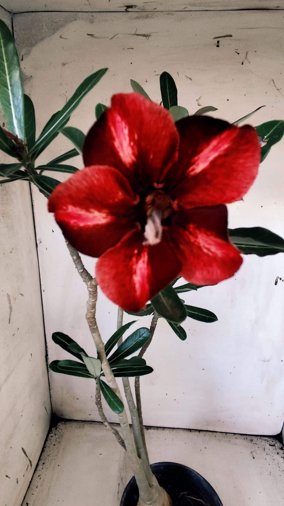 Planta Simples 2825  – 35cm – 03 anos