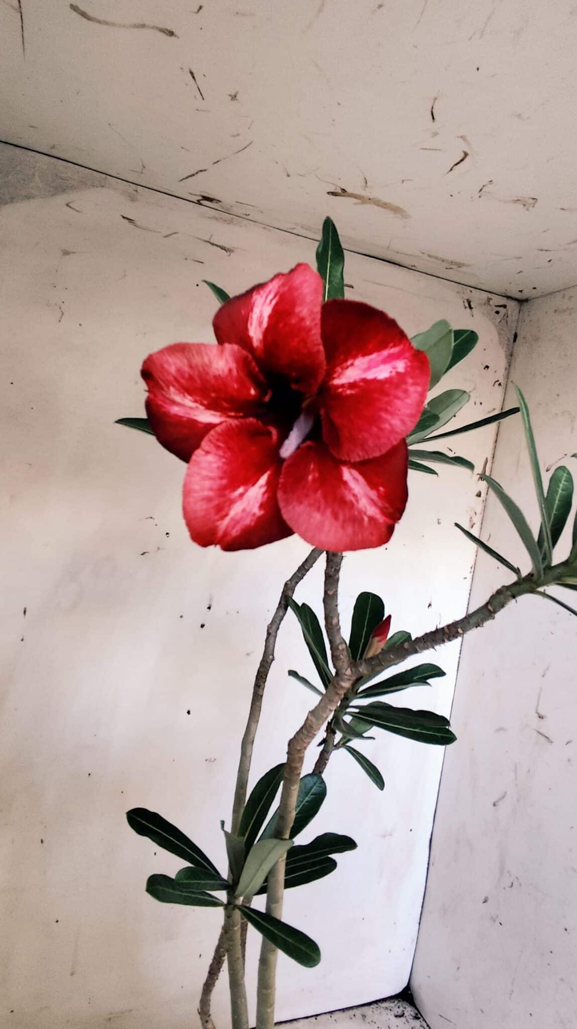 Planta Simples 2825  – 35cm – 03 anos