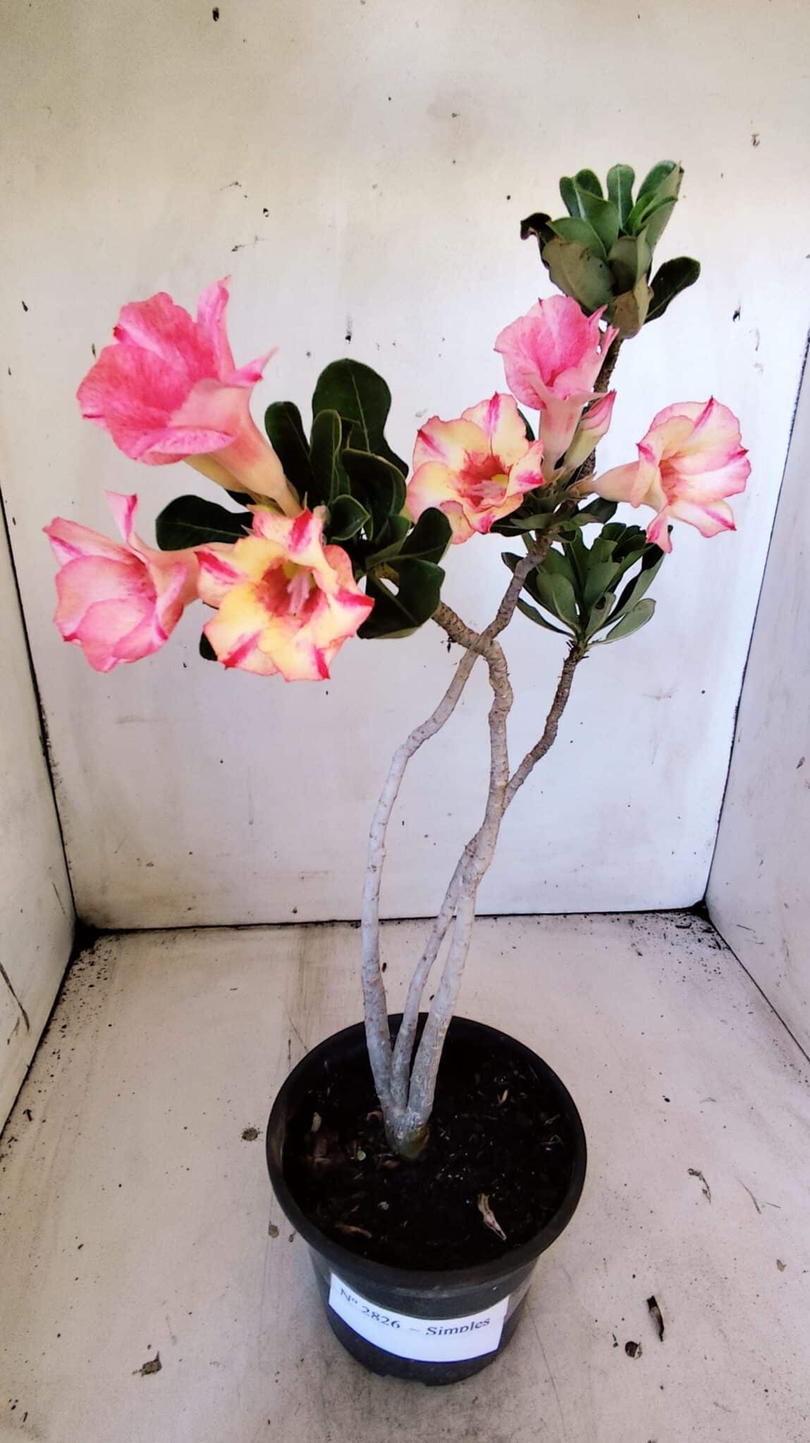 Planta Simples 2826  – 30cm – 02 anos