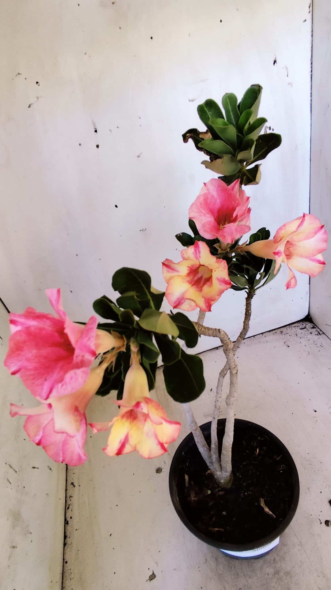 Planta Simples 2826  – 30cm – 02 anos