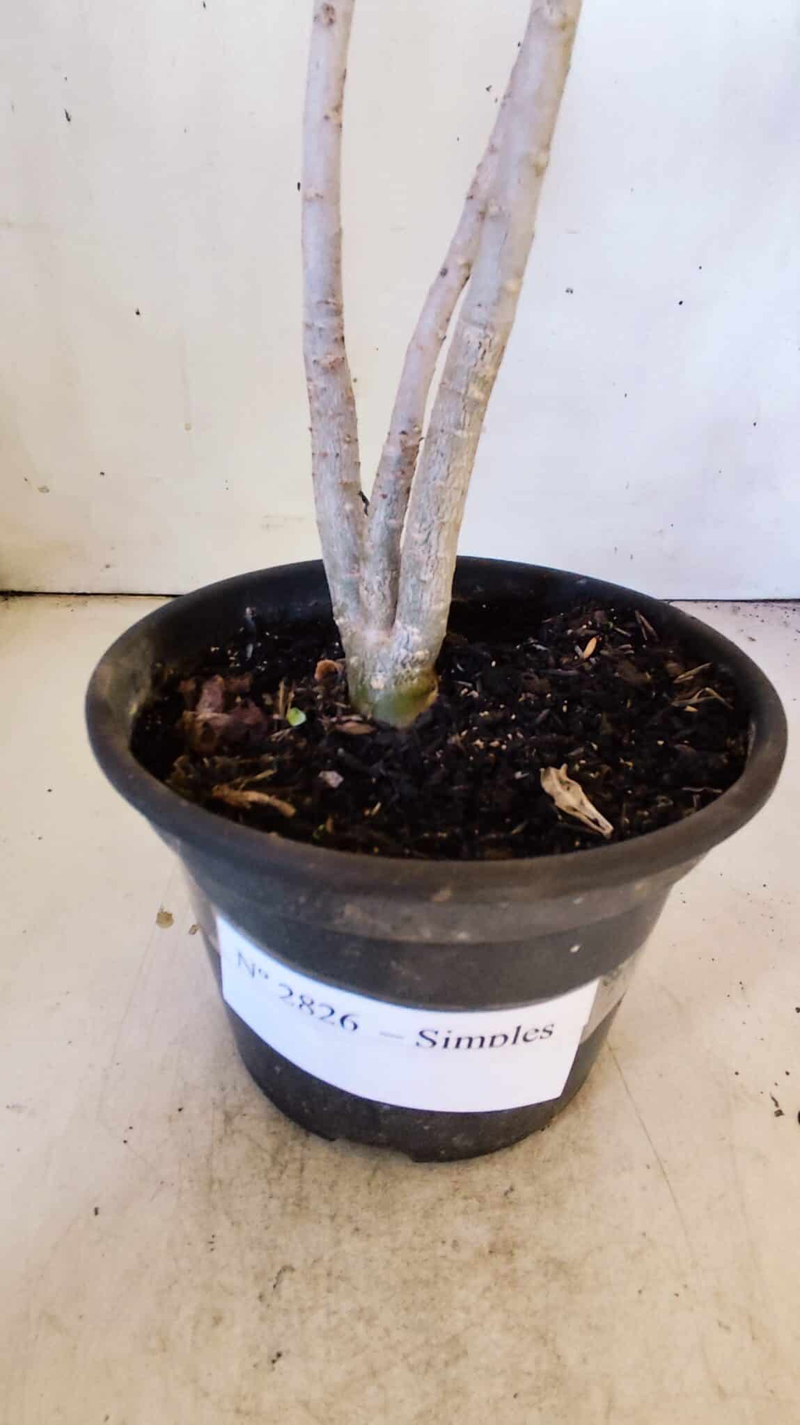 Planta Simples 2826  – 30cm – 02 anos