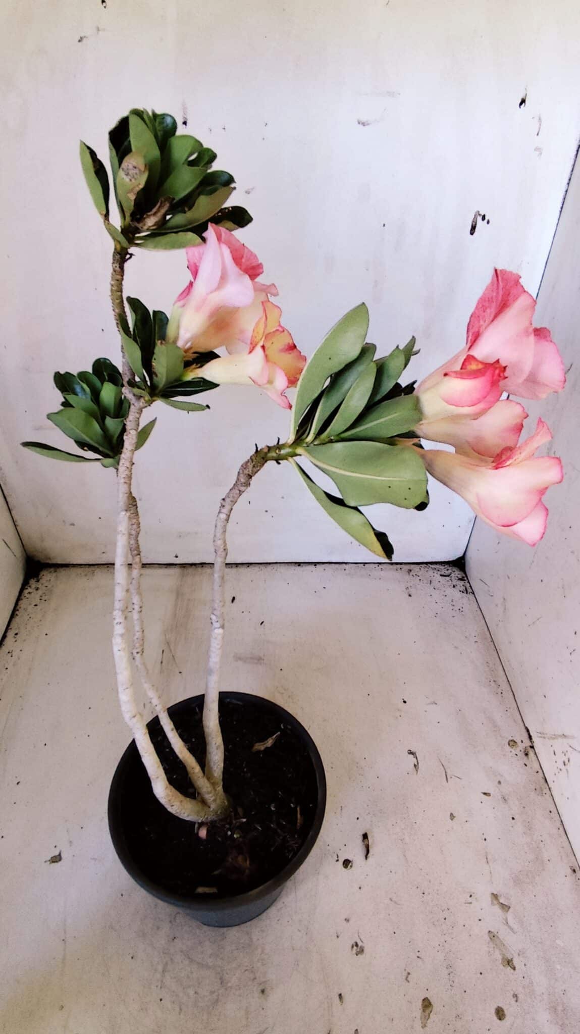 Planta Simples 2826  – 30cm – 02 anos