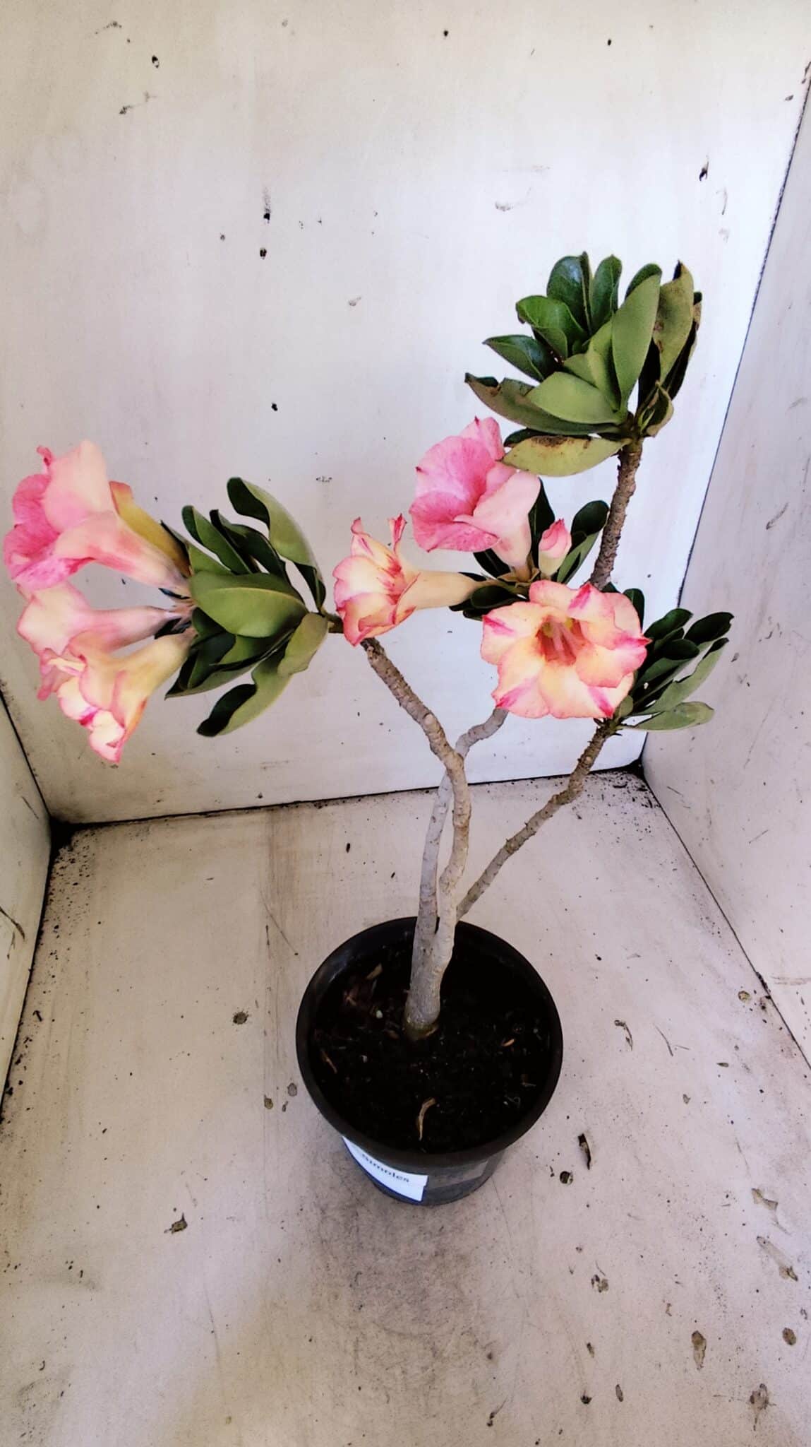 Planta Simples 2826  – 30cm – 02 anos