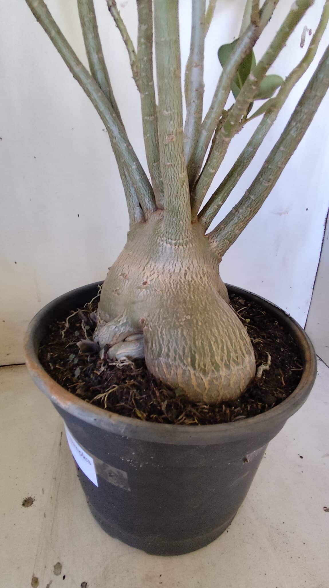 Planta Simples 2827  – 60cm – 05 anos