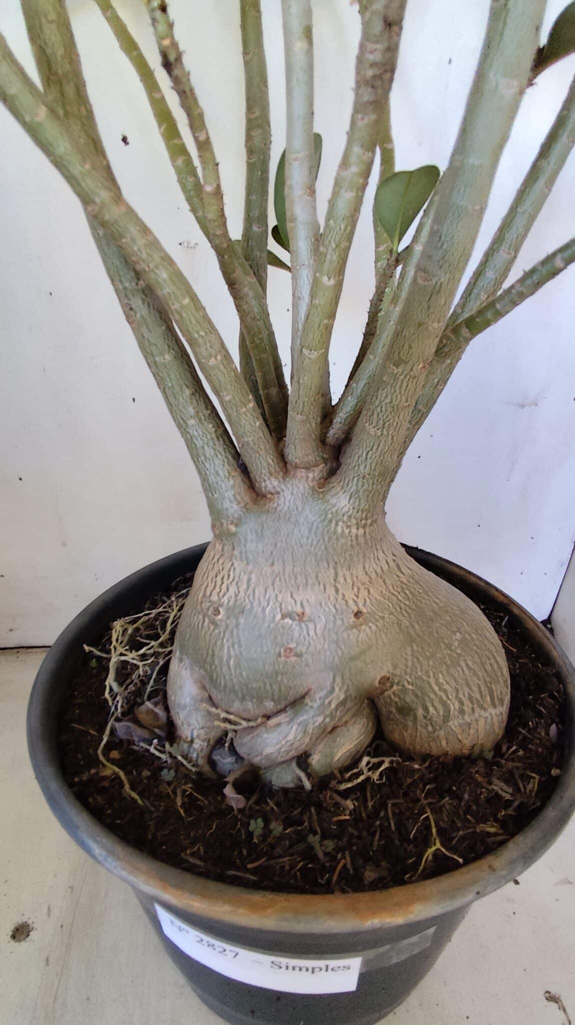 Planta Simples 2827  – 60cm – 05 anos