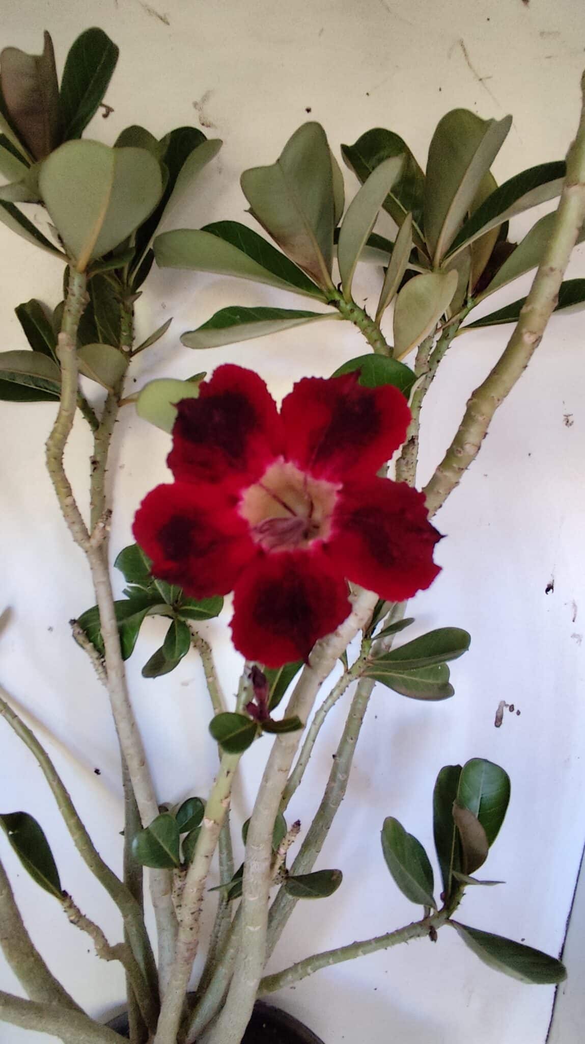 Planta Simples 2827  – 60cm – 05 anos