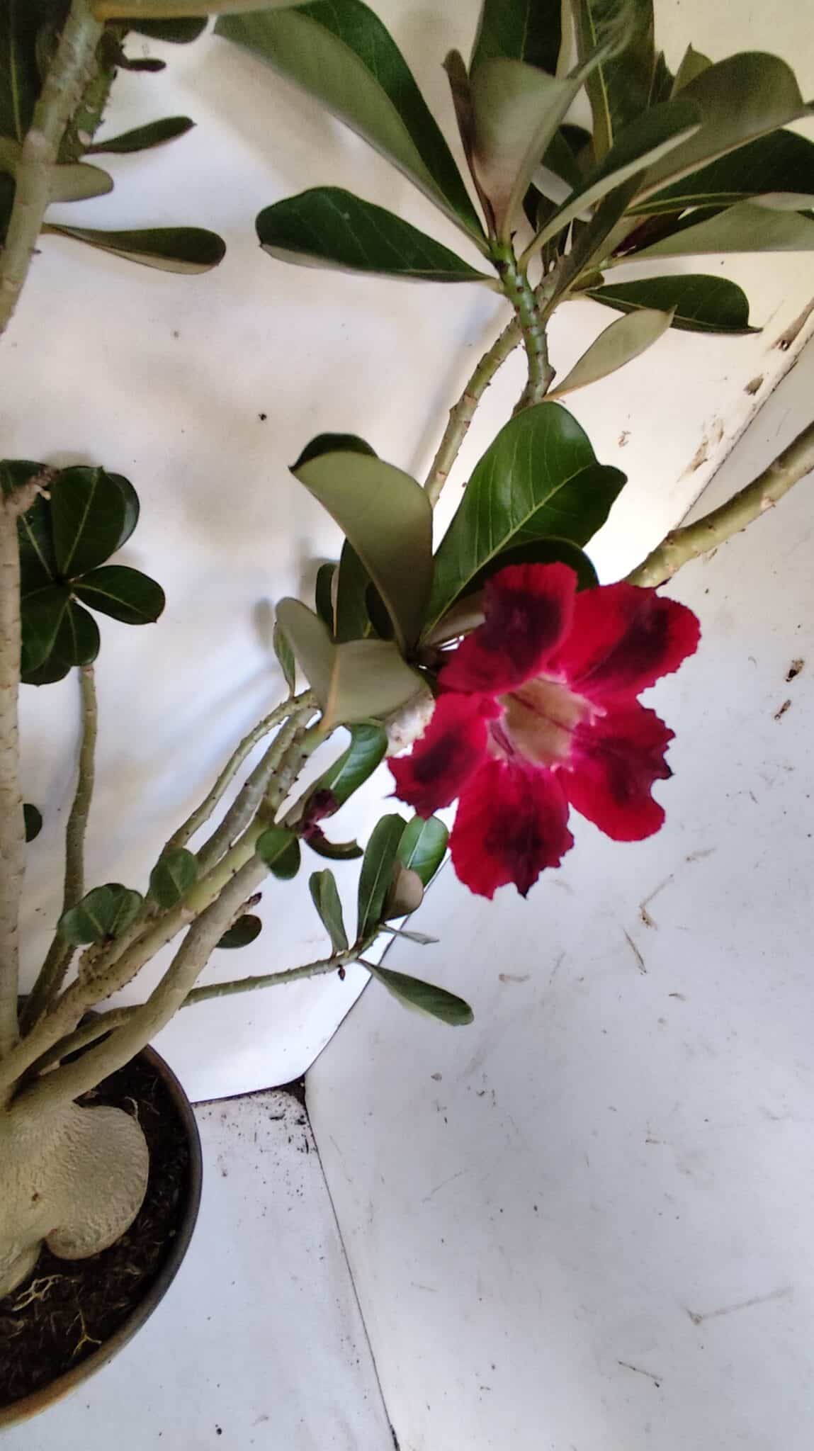 Planta Simples 2827  – 60cm – 05 anos