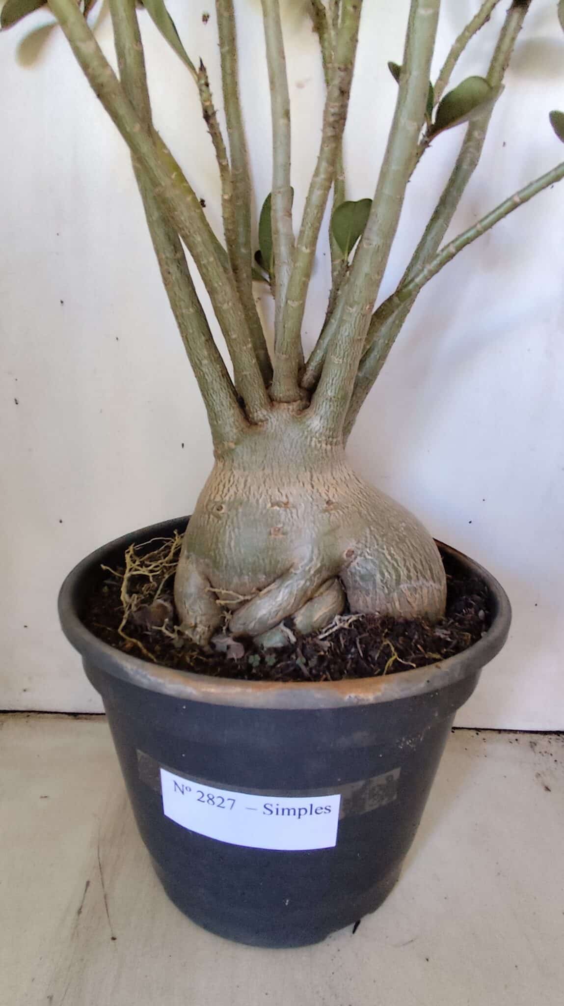 Planta Simples 2827  – 60cm – 05 anos