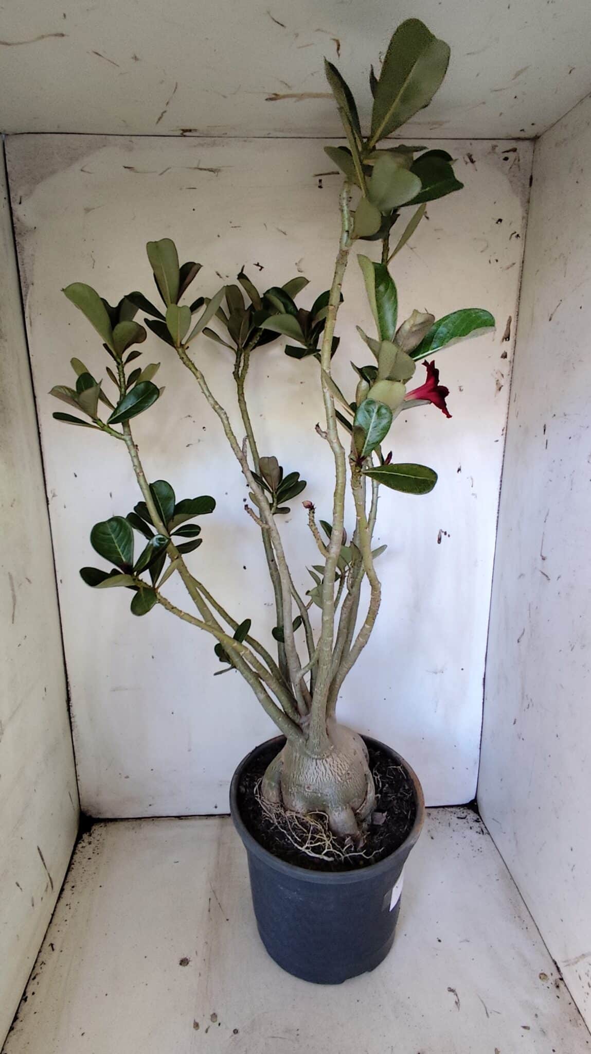 Planta Simples 2827  – 60cm – 05 anos