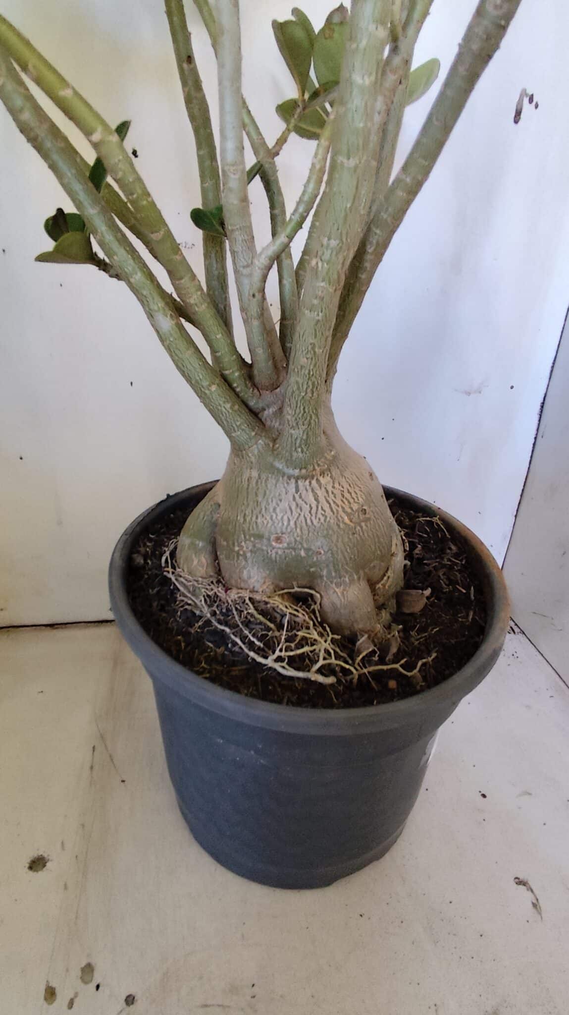 Planta Simples 2827  – 60cm – 05 anos
