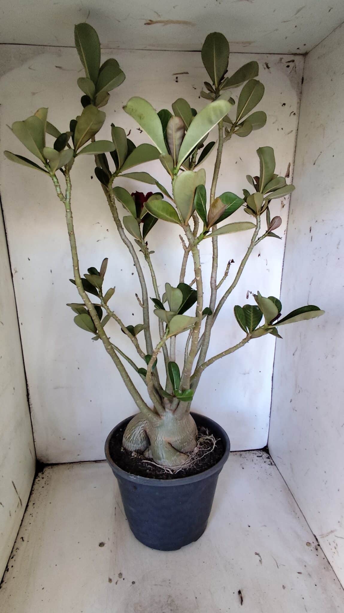 Planta Simples 2827  – 60cm – 05 anos