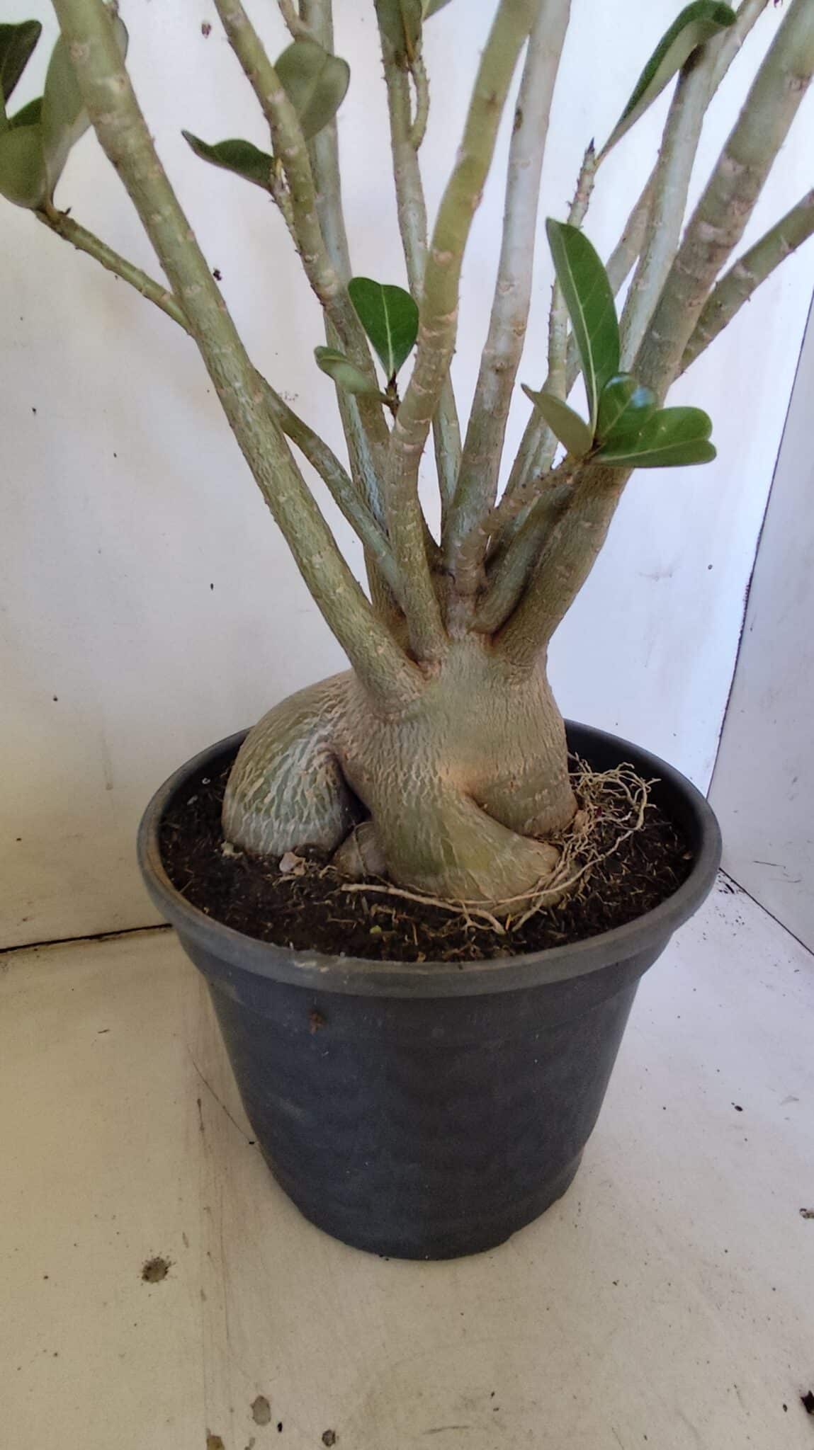 Planta Simples 2827  – 60cm – 05 anos