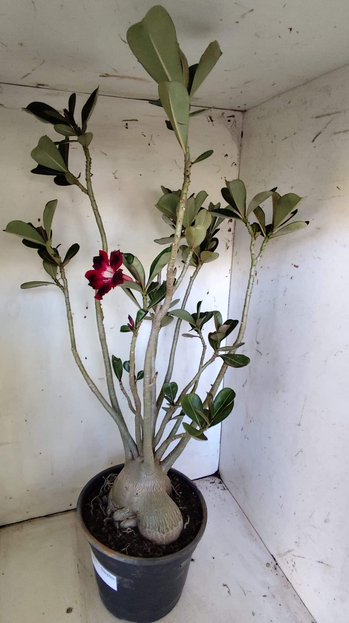 Planta Simples 2827  – 60cm – 05 anos