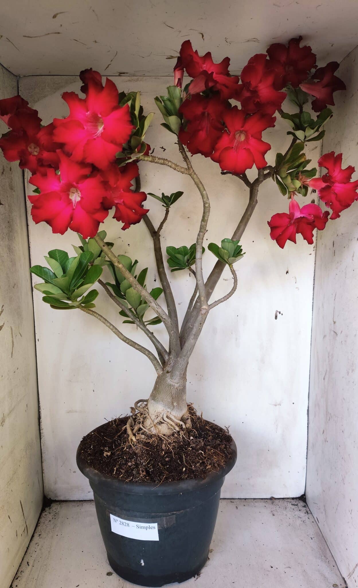 Planta Simples 2828  – 70cm – 06 anos