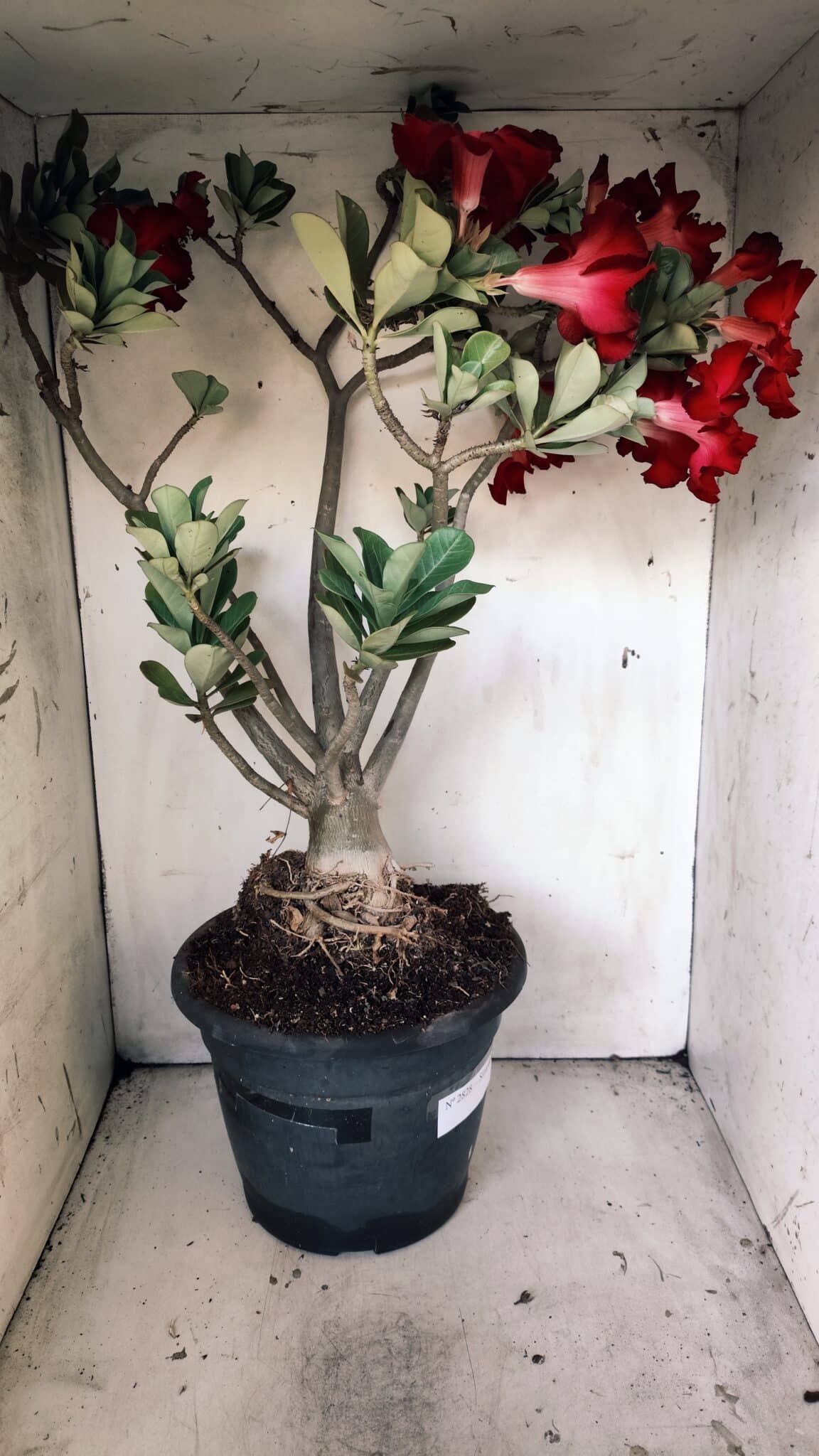 Planta Simples 2828  – 70cm – 06 anos