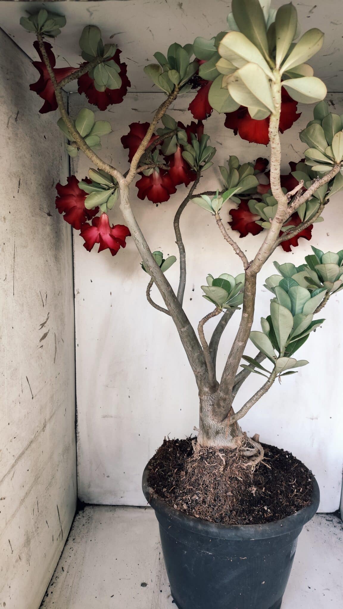 Planta Simples 2828  – 70cm – 06 anos