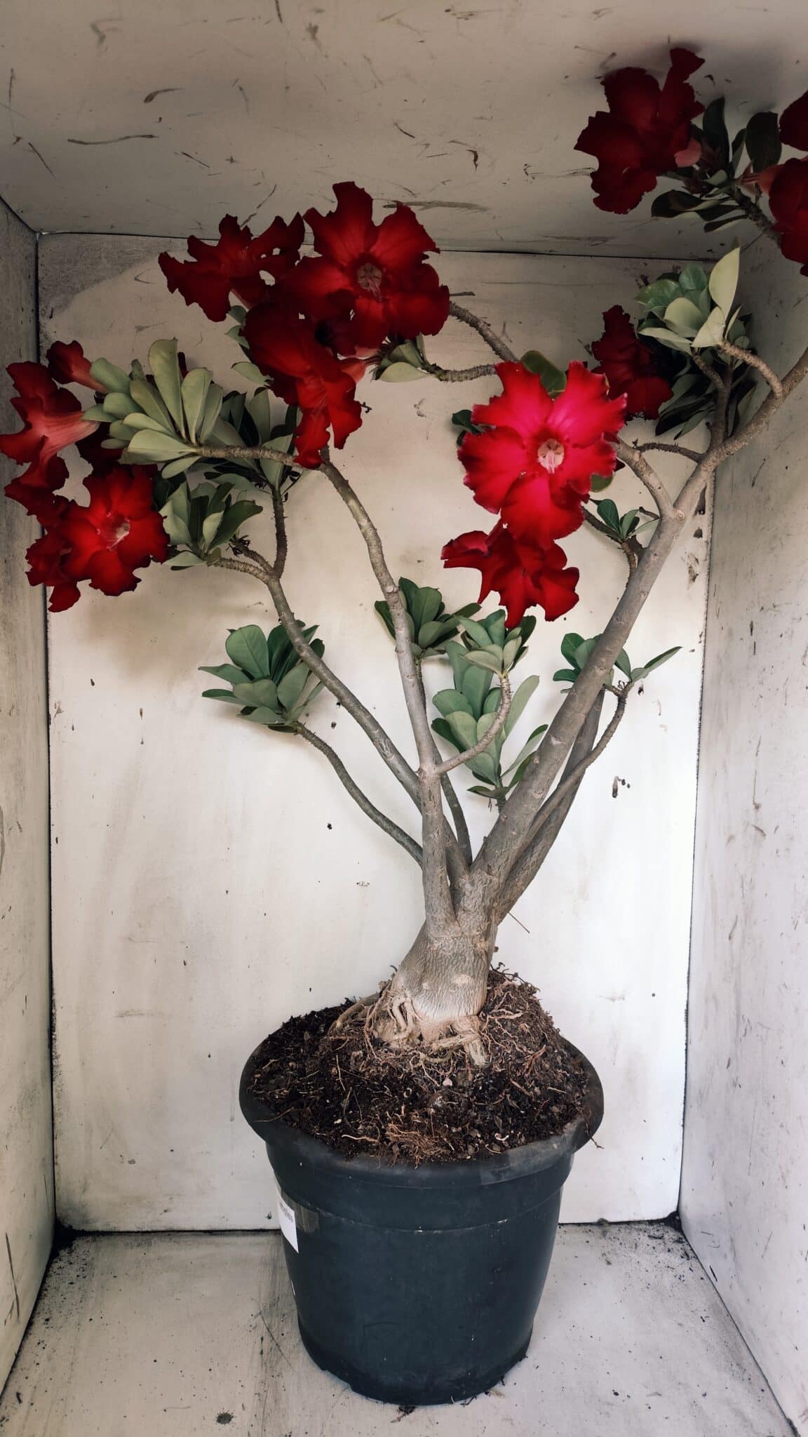 Planta Simples 2828  – 70cm – 06 anos