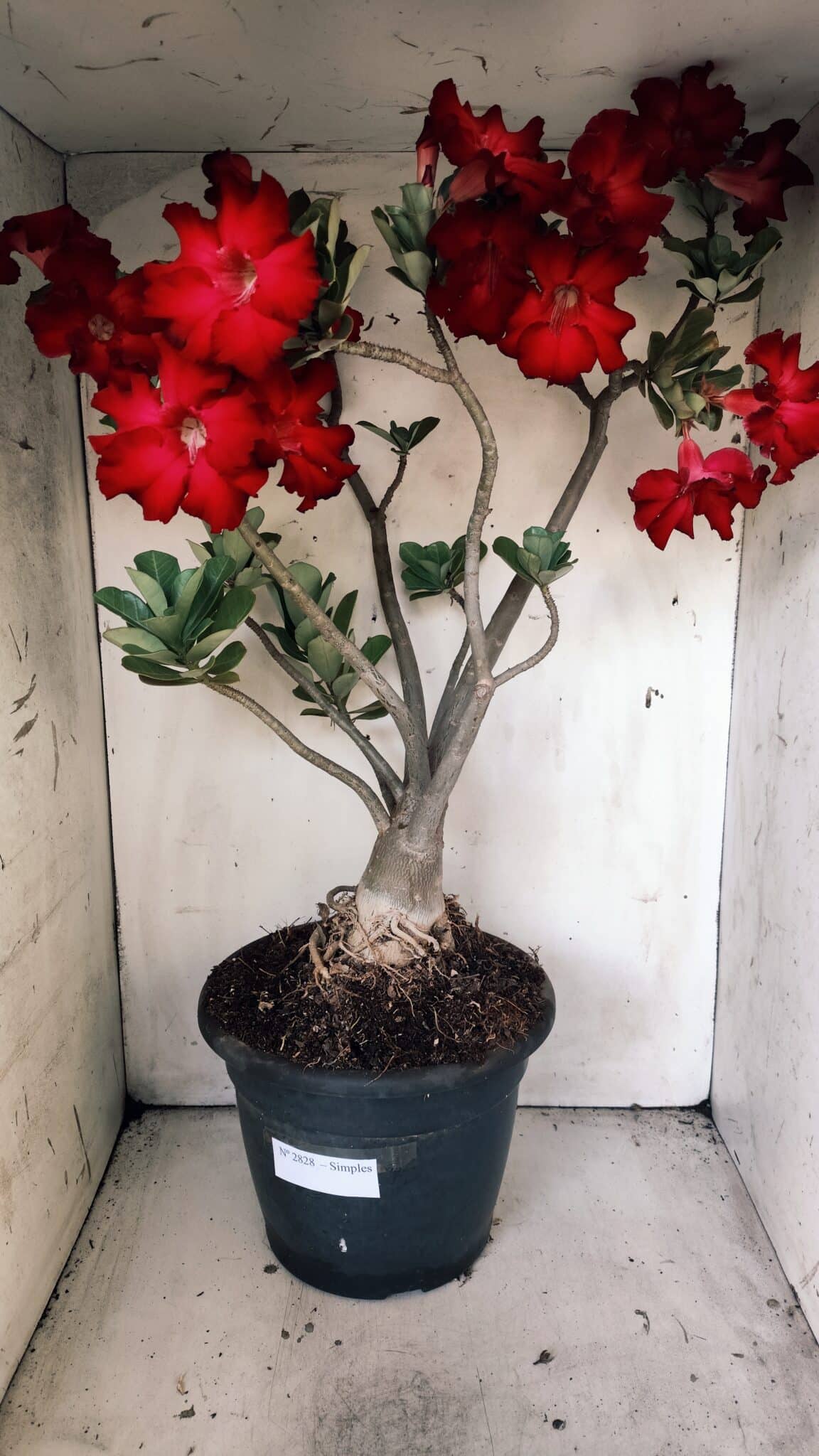 Planta Simples 2828  – 70cm – 06 anos
