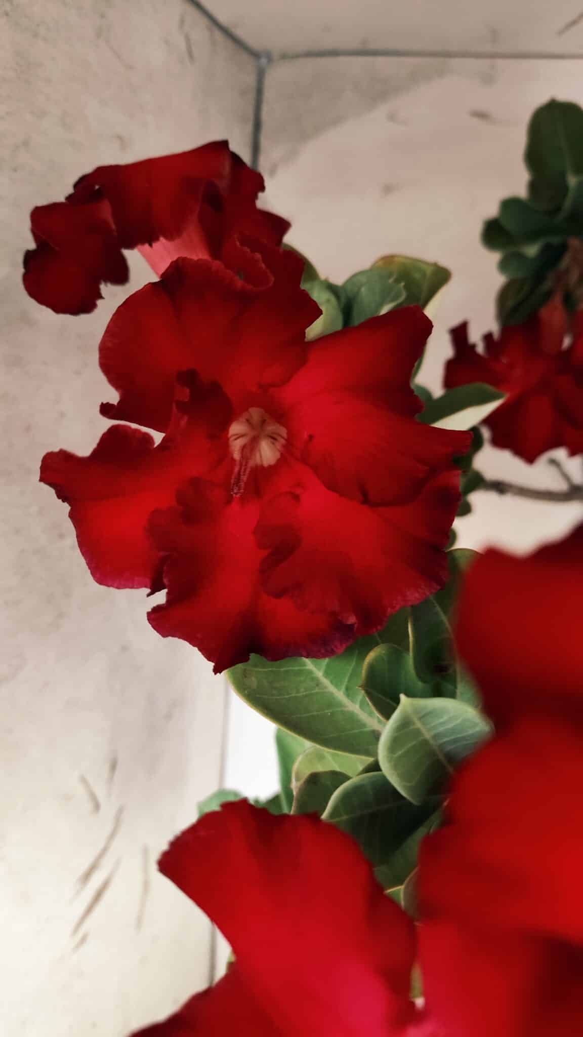 Planta Simples 2828  – 70cm – 06 anos