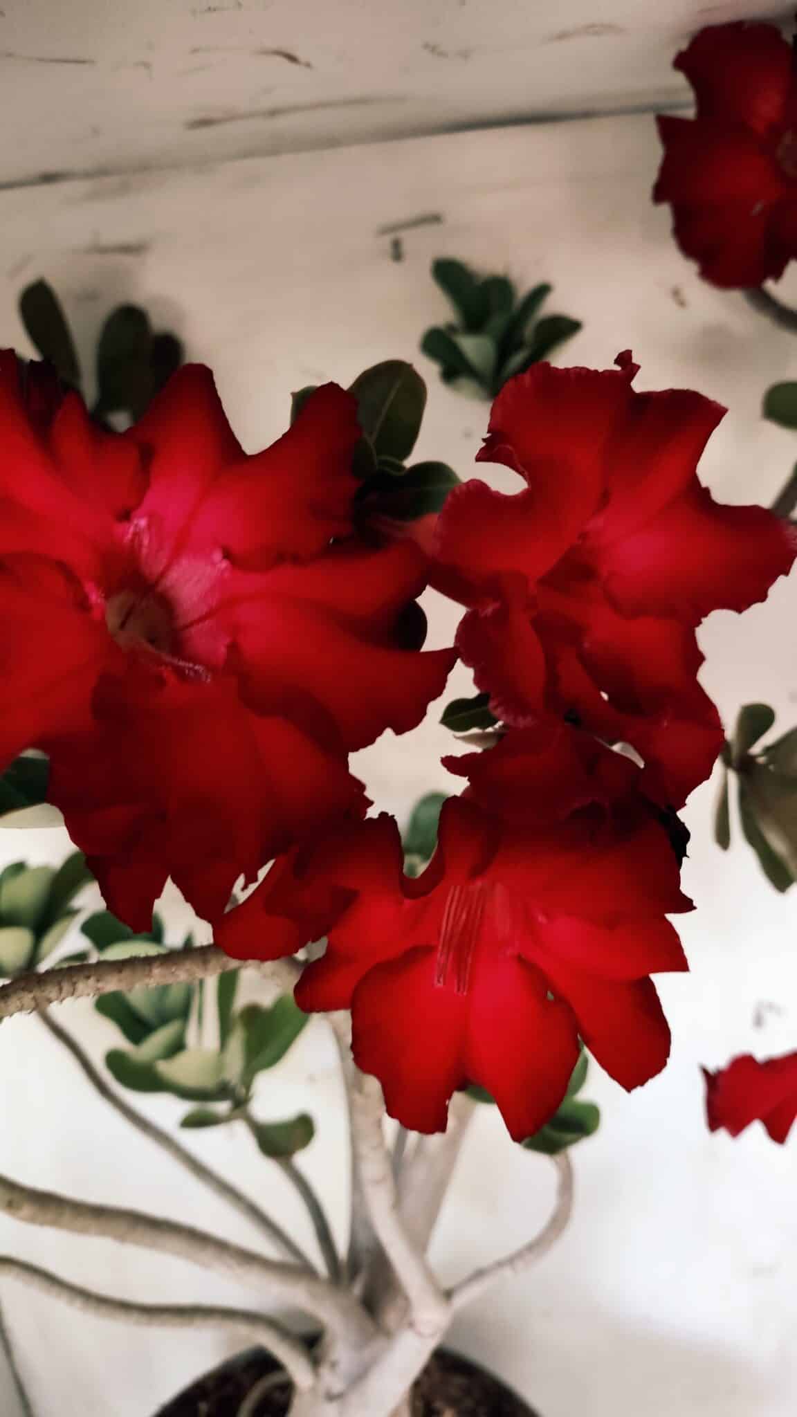 Planta Simples 2828  – 70cm – 06 anos