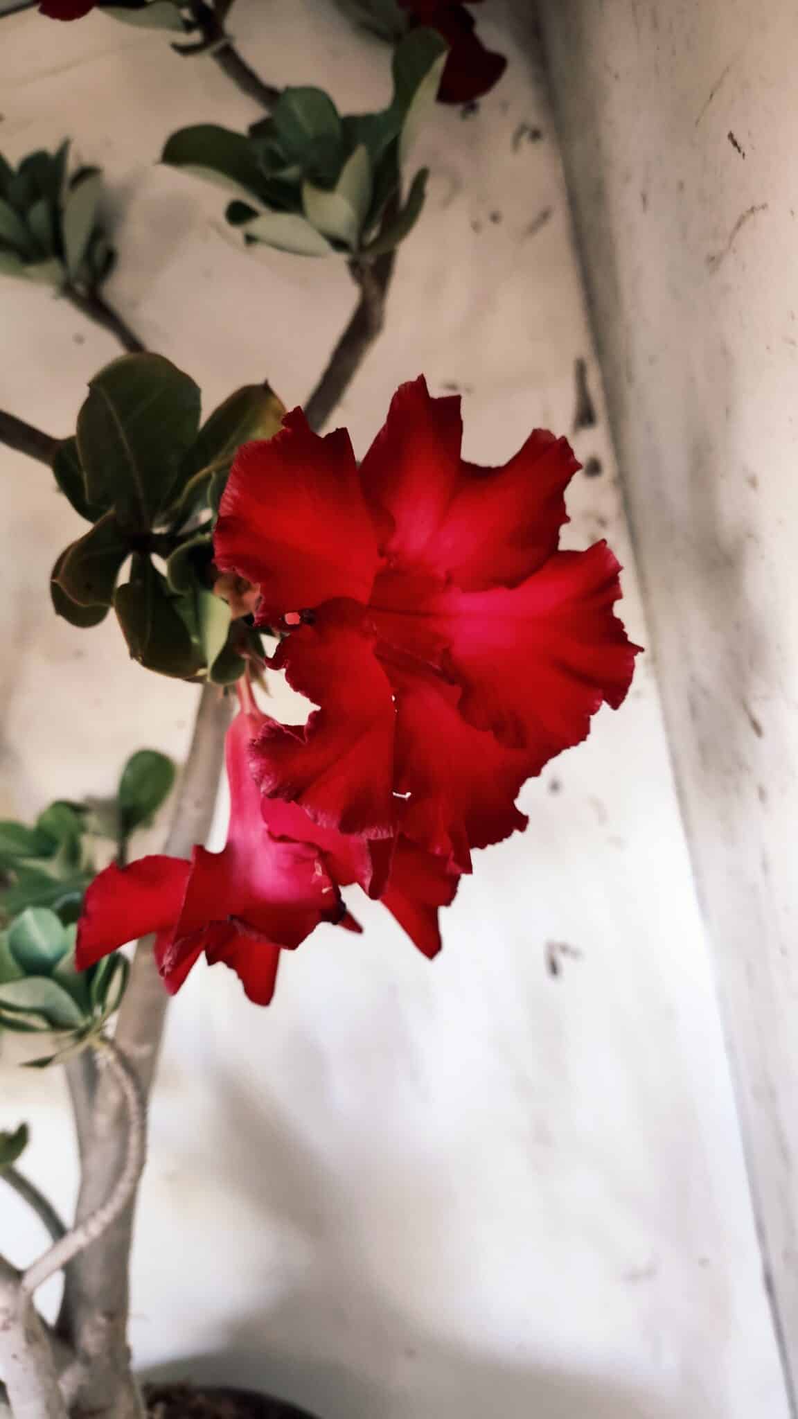 Planta Simples 2828  – 70cm – 06 anos