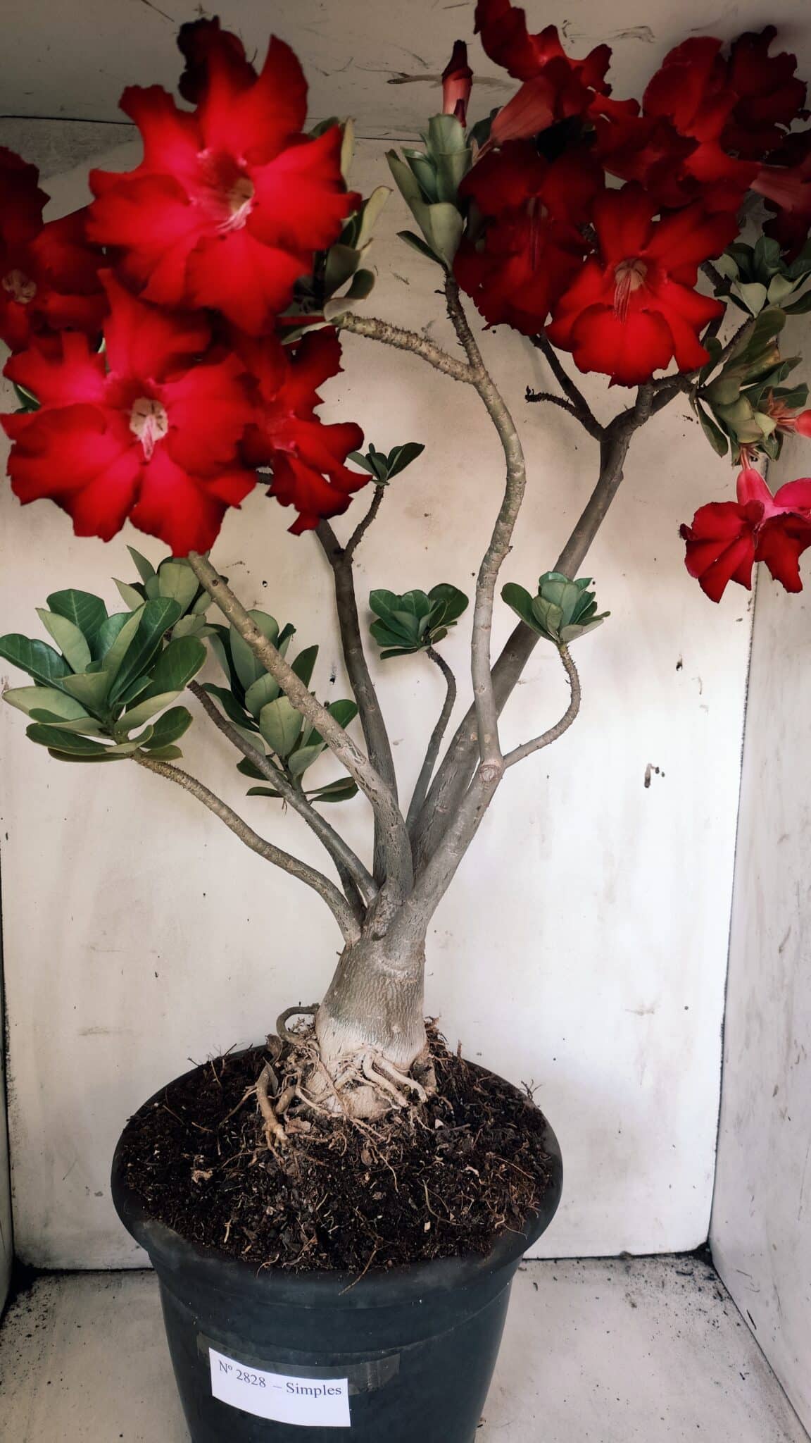Planta Simples 2828  – 70cm – 06 anos