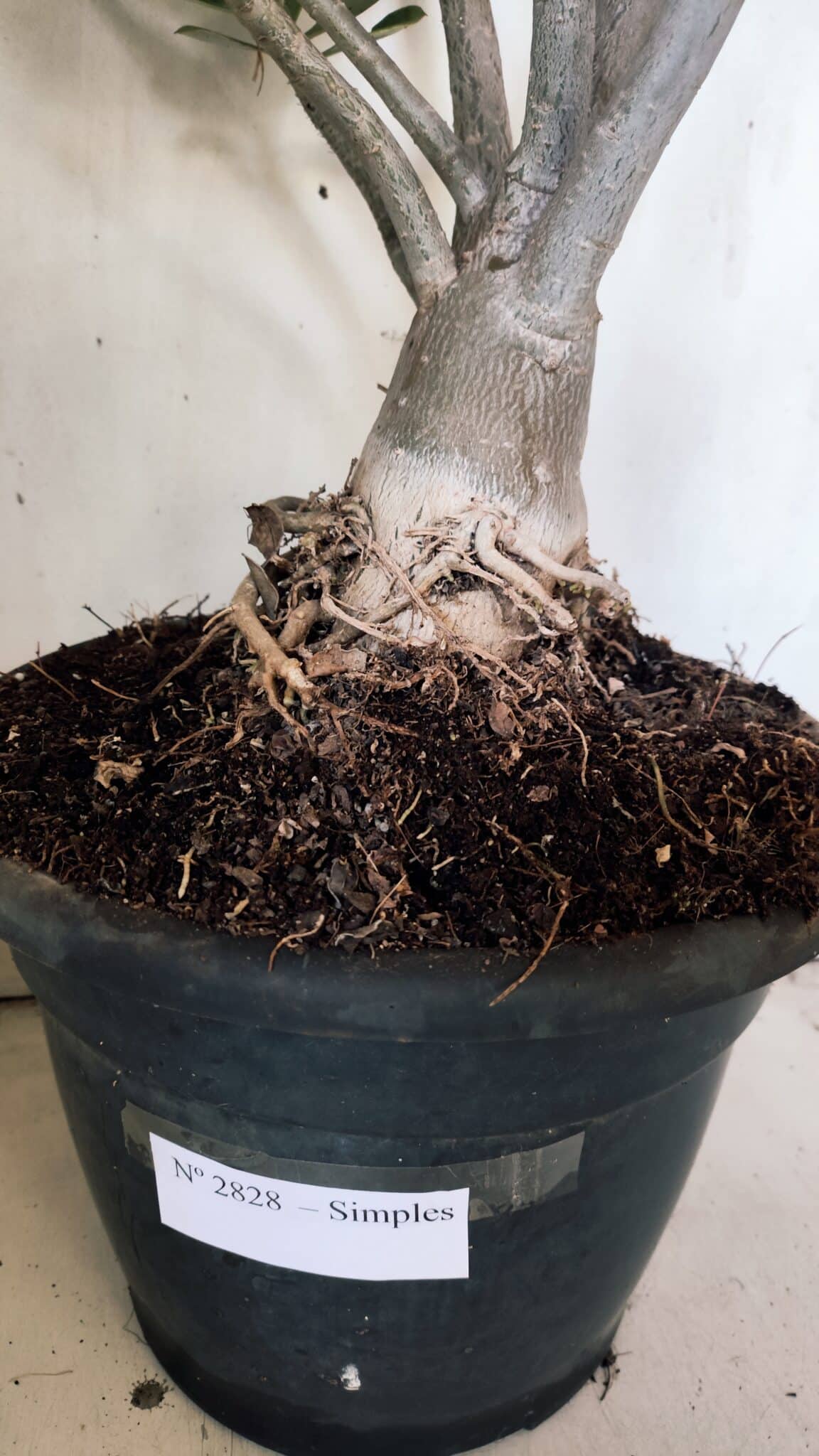 Planta Simples 2828  – 70cm – 06 anos