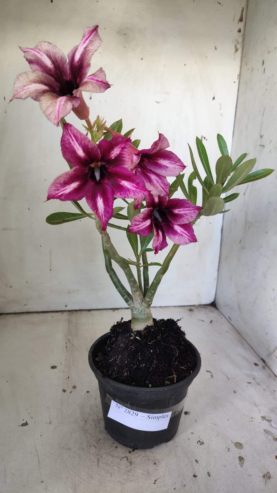 Planta Simples 2829  – 30cm – 02 anos