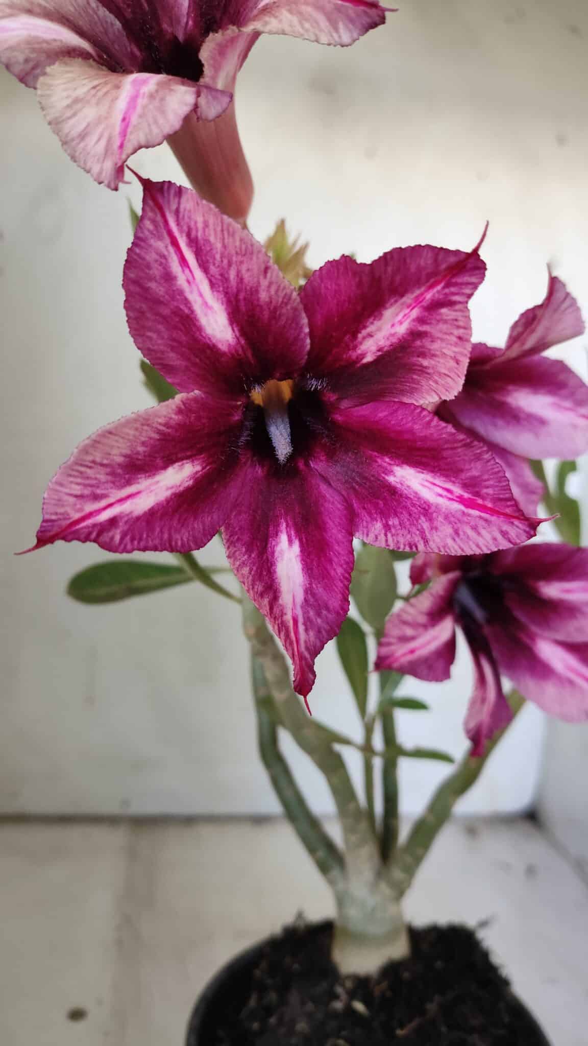 Planta Simples 2829  – 30cm – 02 anos