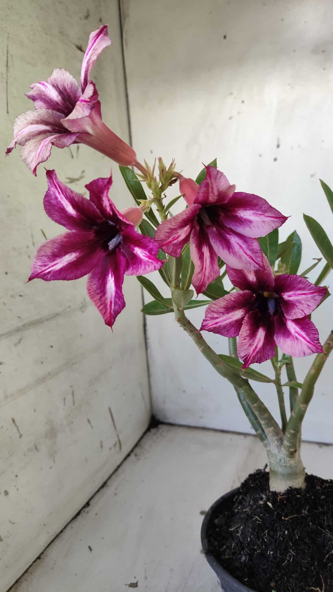 Planta Simples 2829  – 30cm – 02 anos