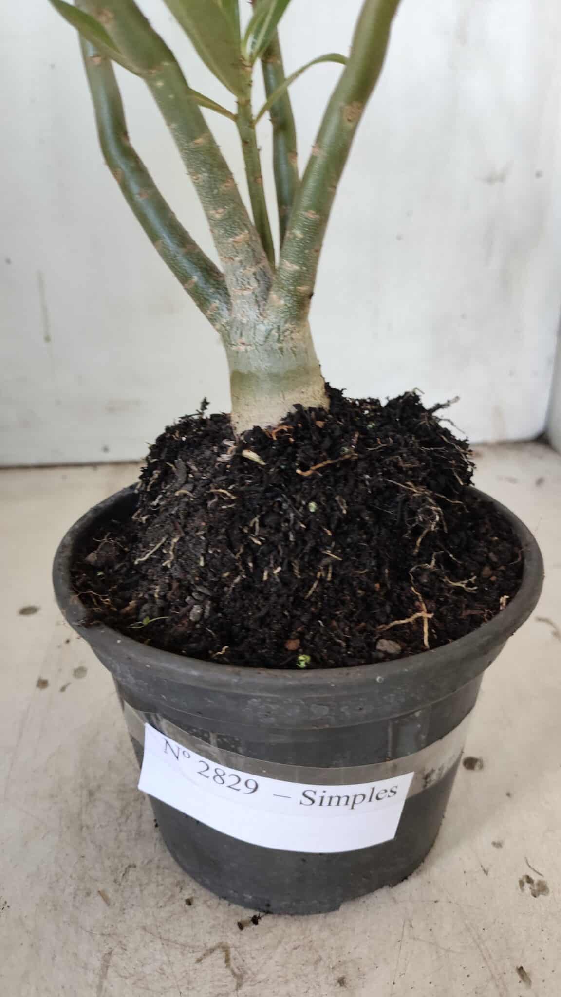 Planta Simples 2829  – 30cm – 02 anos