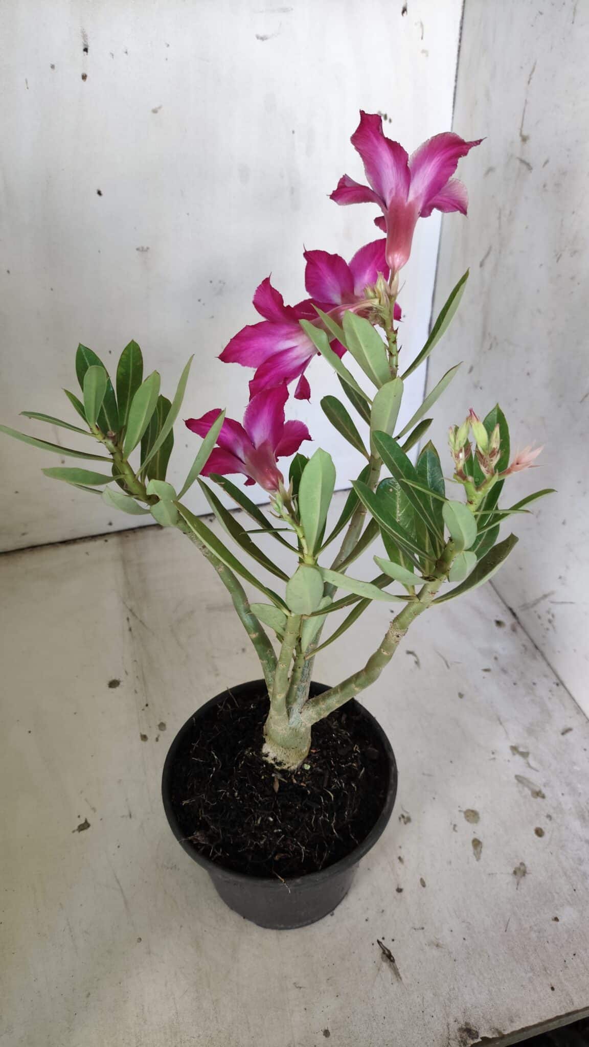 Planta Simples 2829  – 30cm – 02 anos
