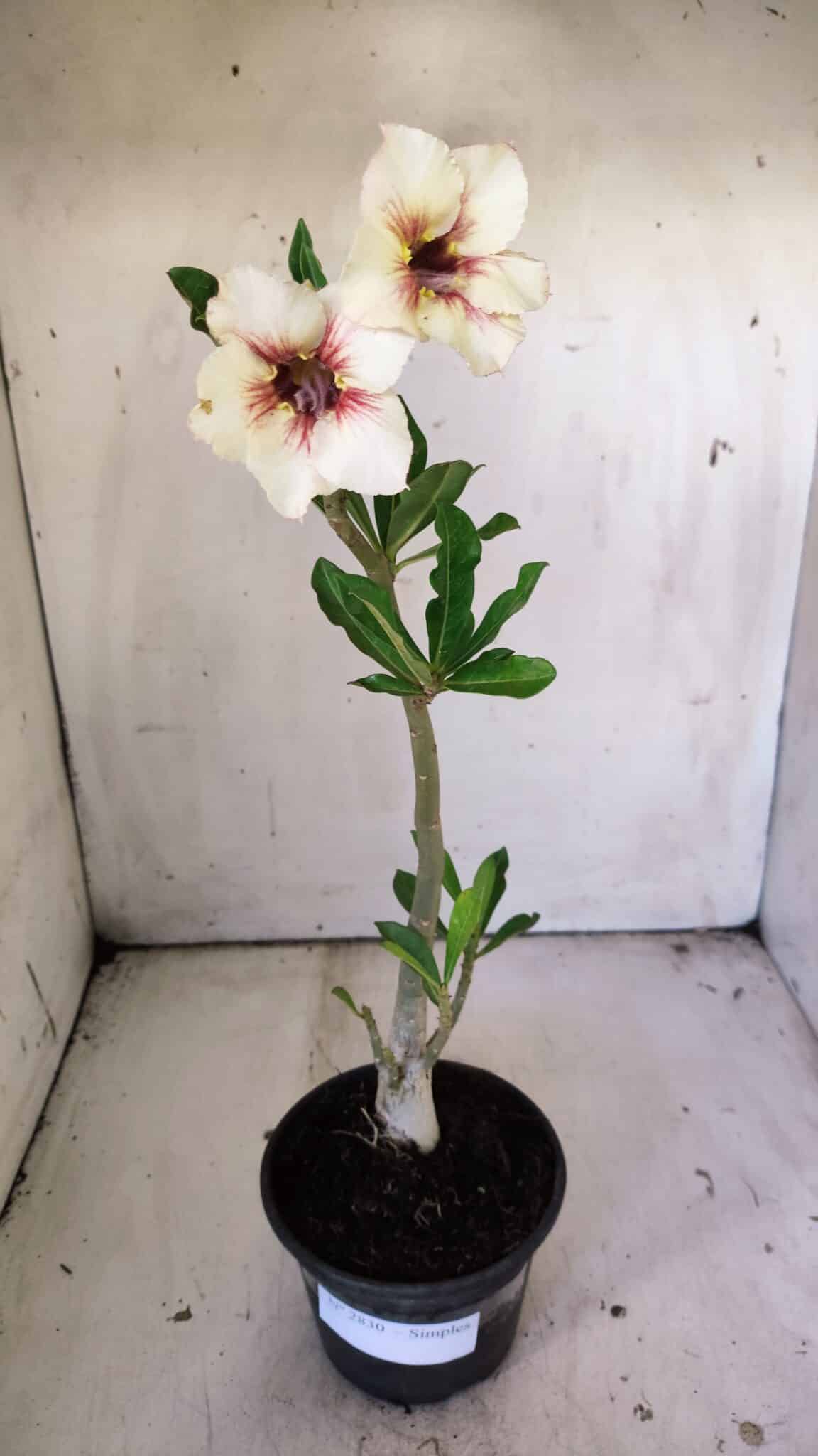 Planta Simples 2830  – 30cm – 02 anos