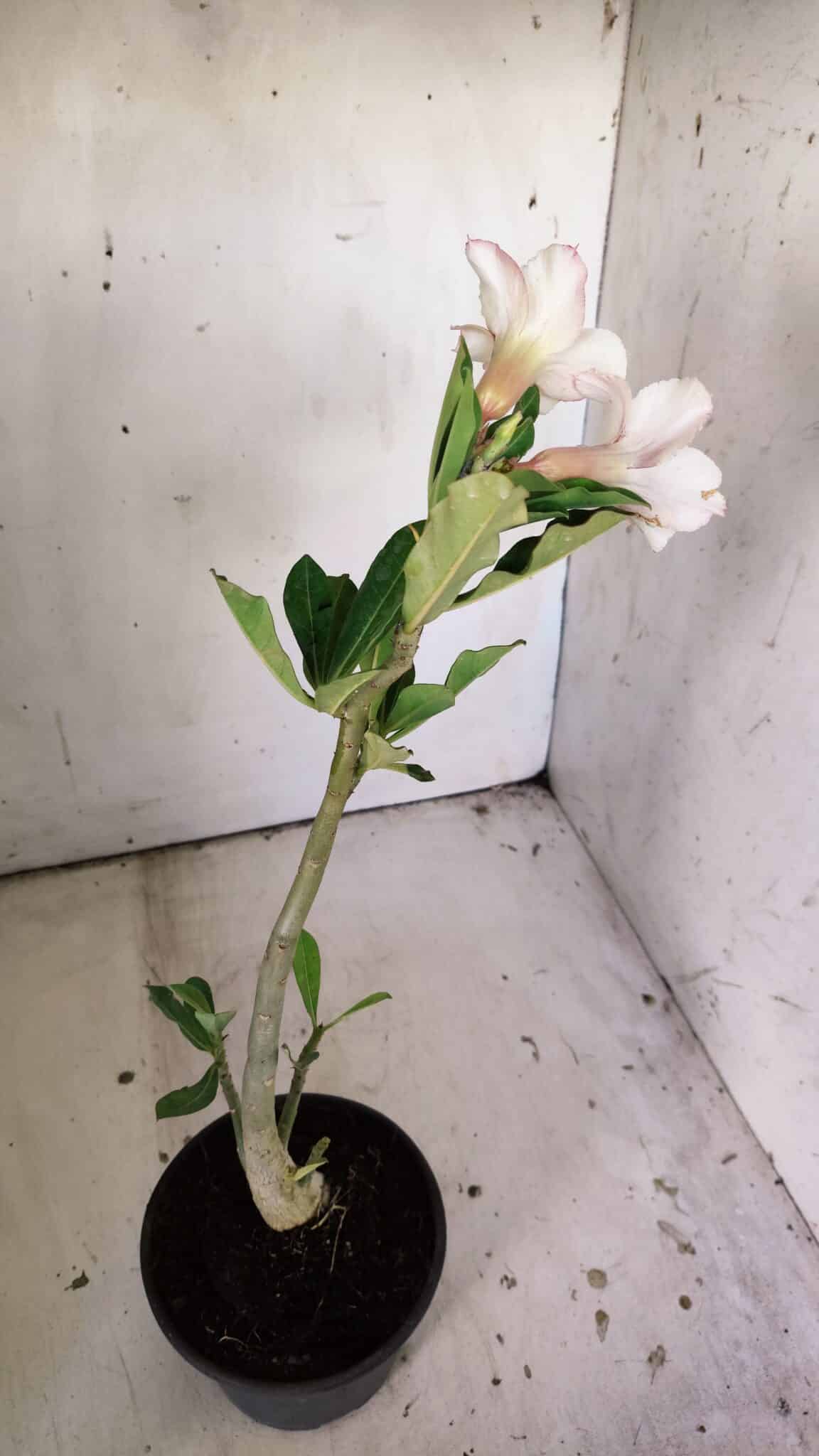 Planta Simples 2830  – 30cm – 02 anos