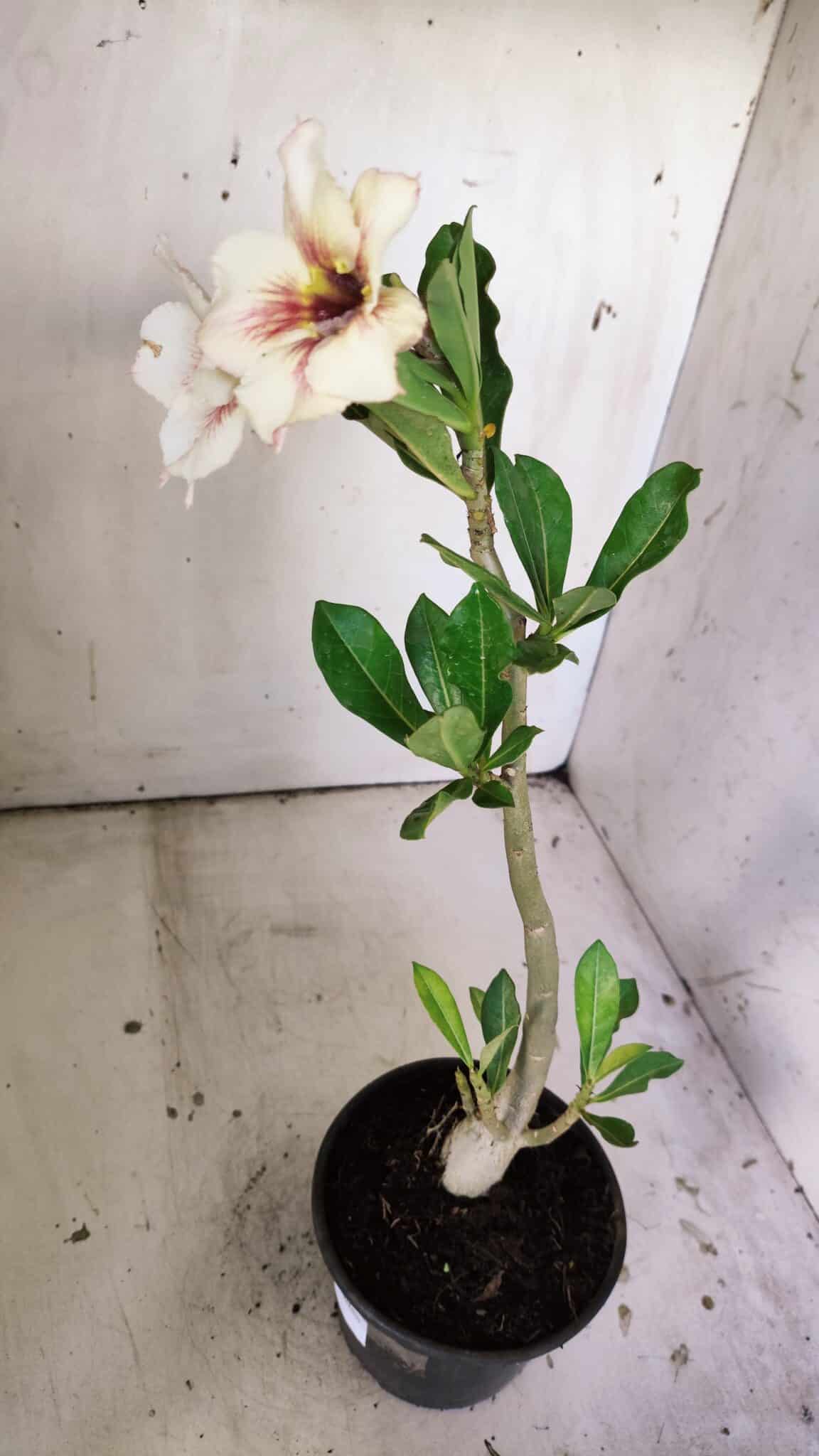 Planta Simples 2830  – 30cm – 02 anos