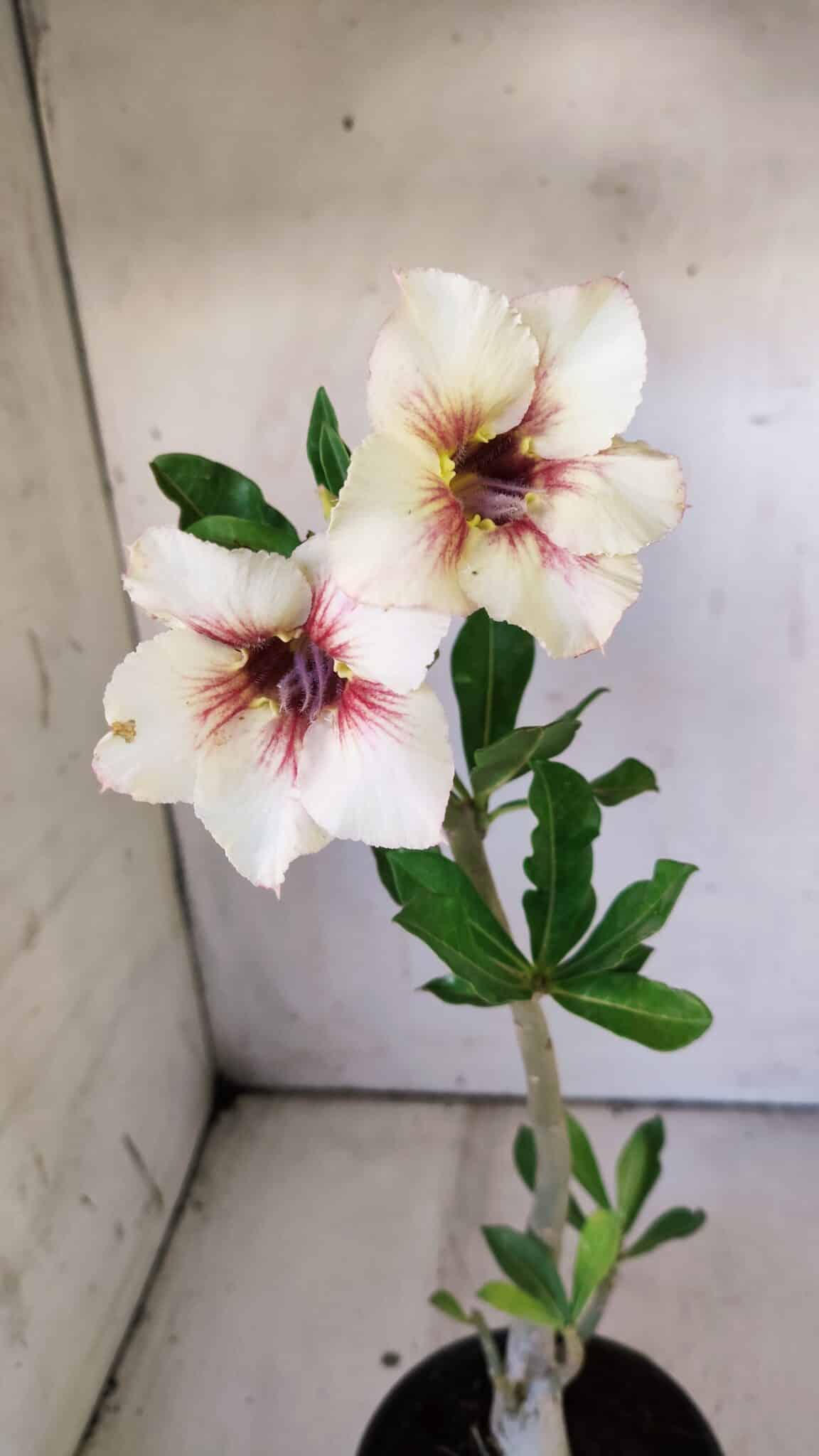 Planta Simples 2830  – 30cm – 02 anos